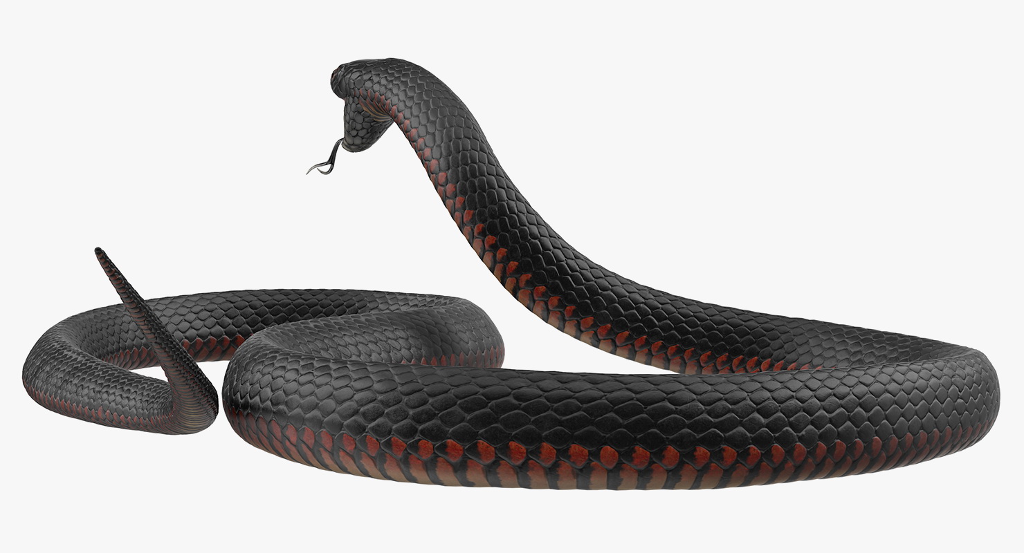 California King Snake Black 3D