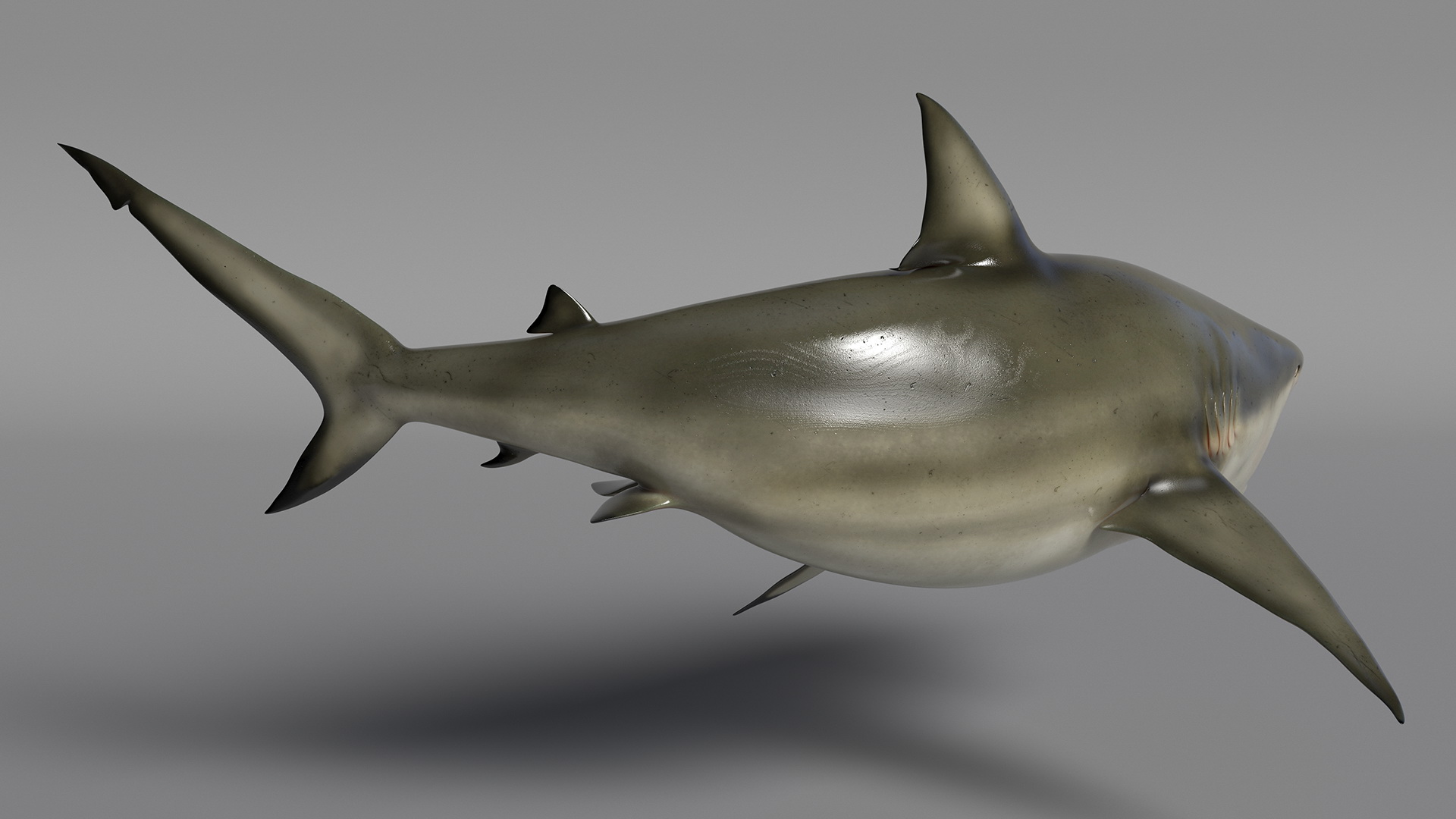 3D model Carcharhinus Amboinensis Shark