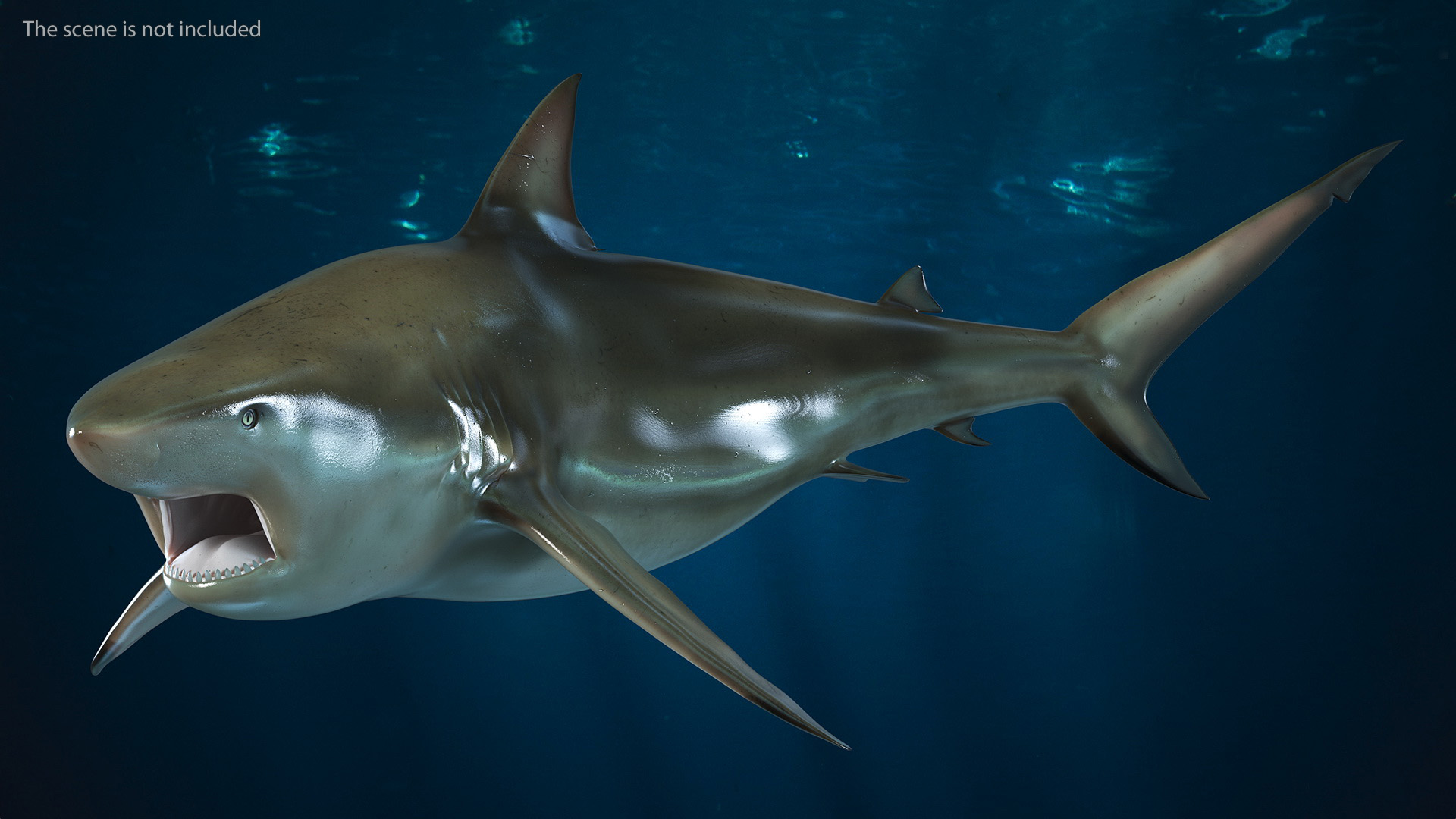 3D model Carcharhinus Amboinensis Shark