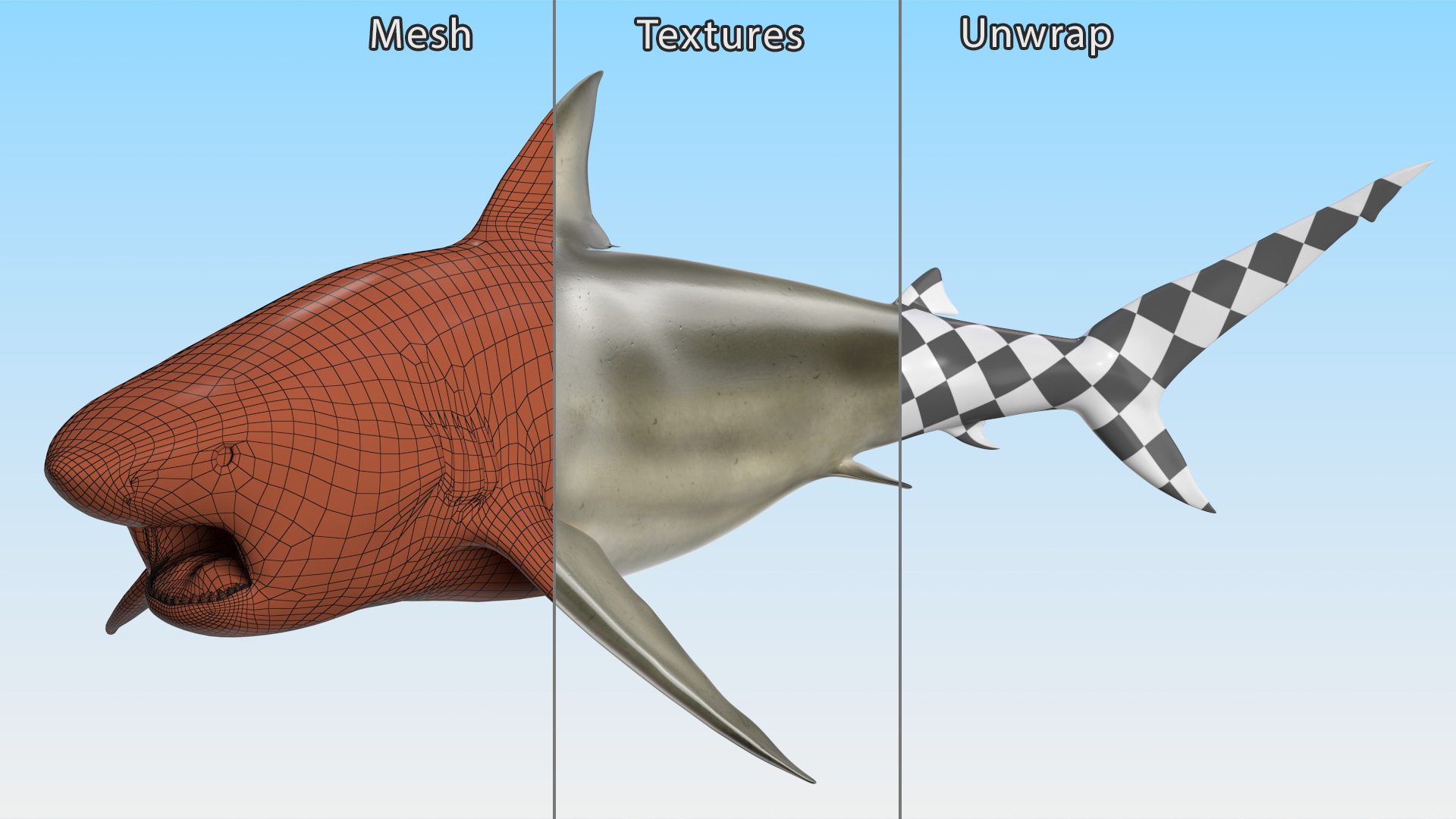 3D model Carcharhinus Amboinensis Shark