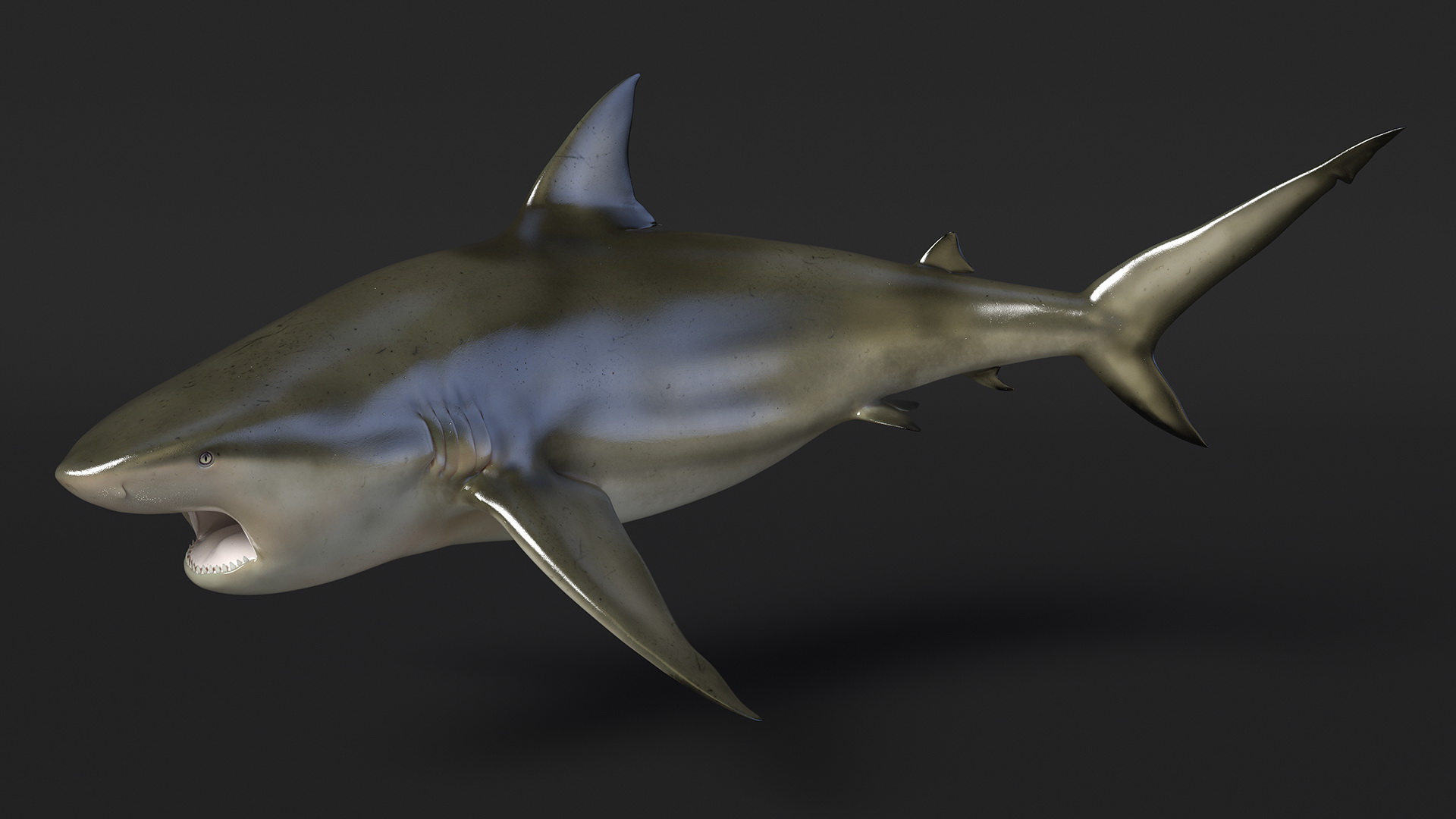 3D model Carcharhinus Amboinensis Shark