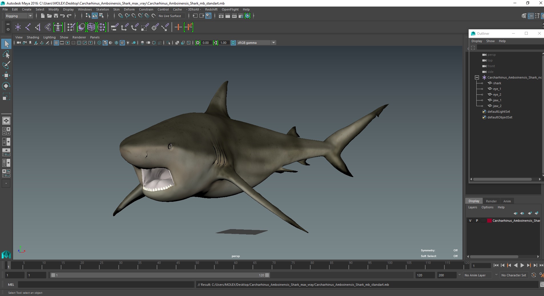 3D model Carcharhinus Amboinensis Shark