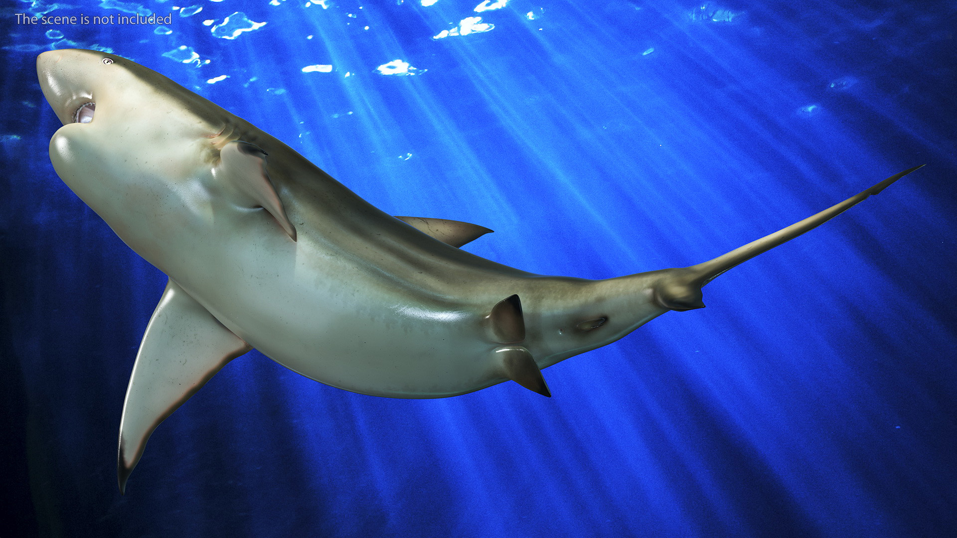 3D model Carcharhinus Amboinensis Shark