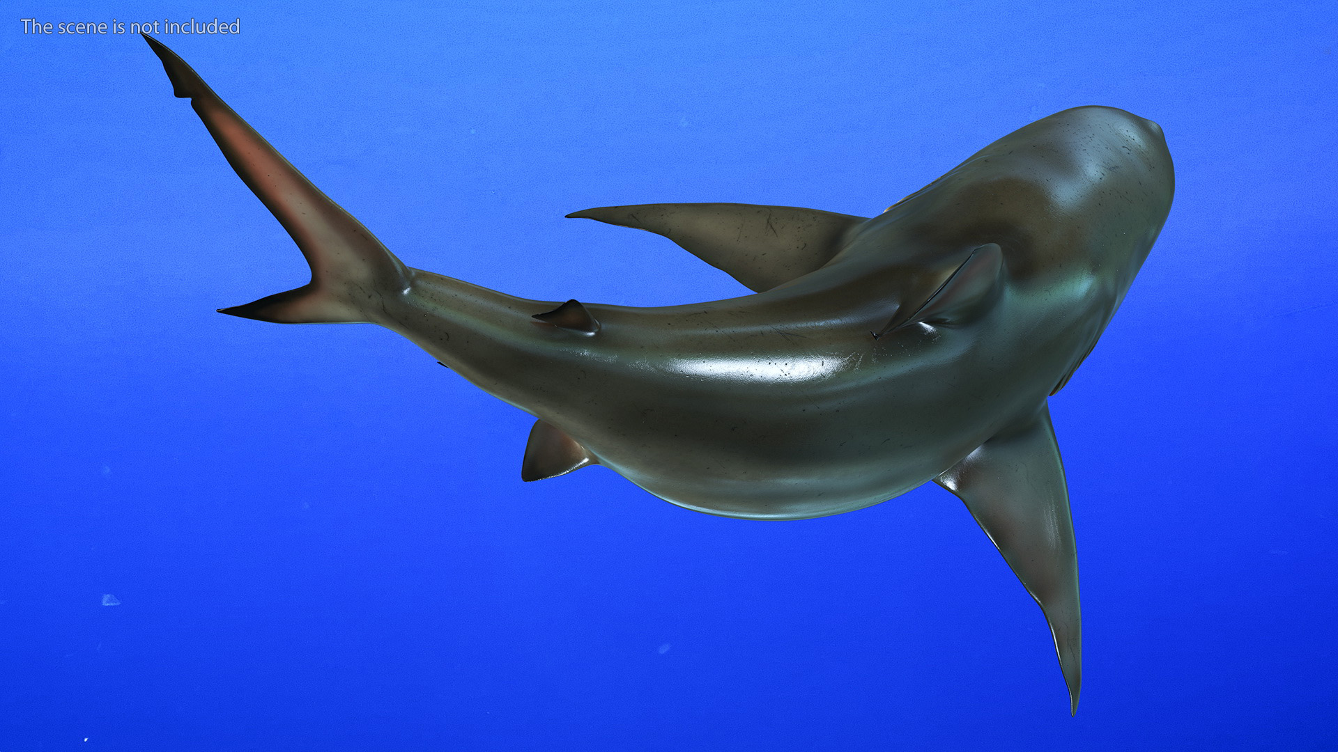 3D model Carcharhinus Amboinensis Shark