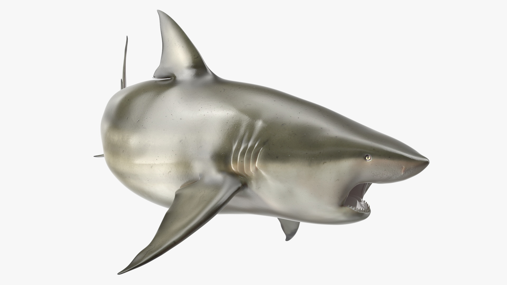 3D model Carcharhinus Amboinensis Shark