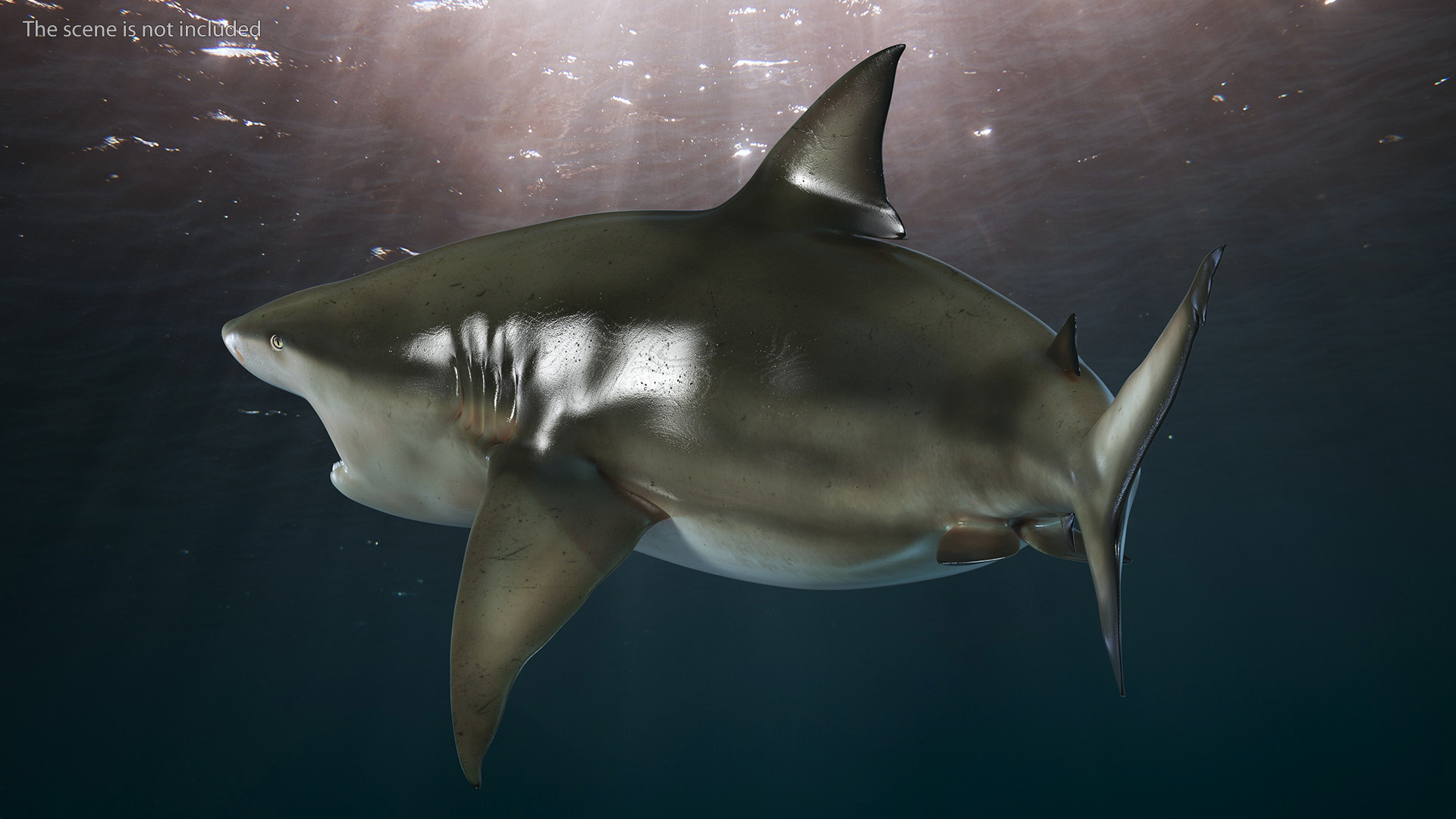 3D model Carcharhinus Amboinensis Shark