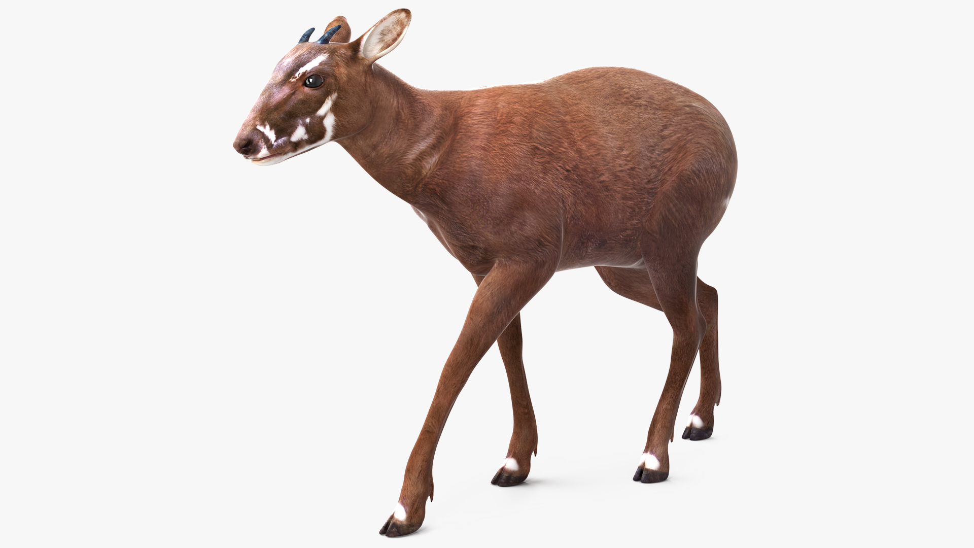 3D Saola Walking model