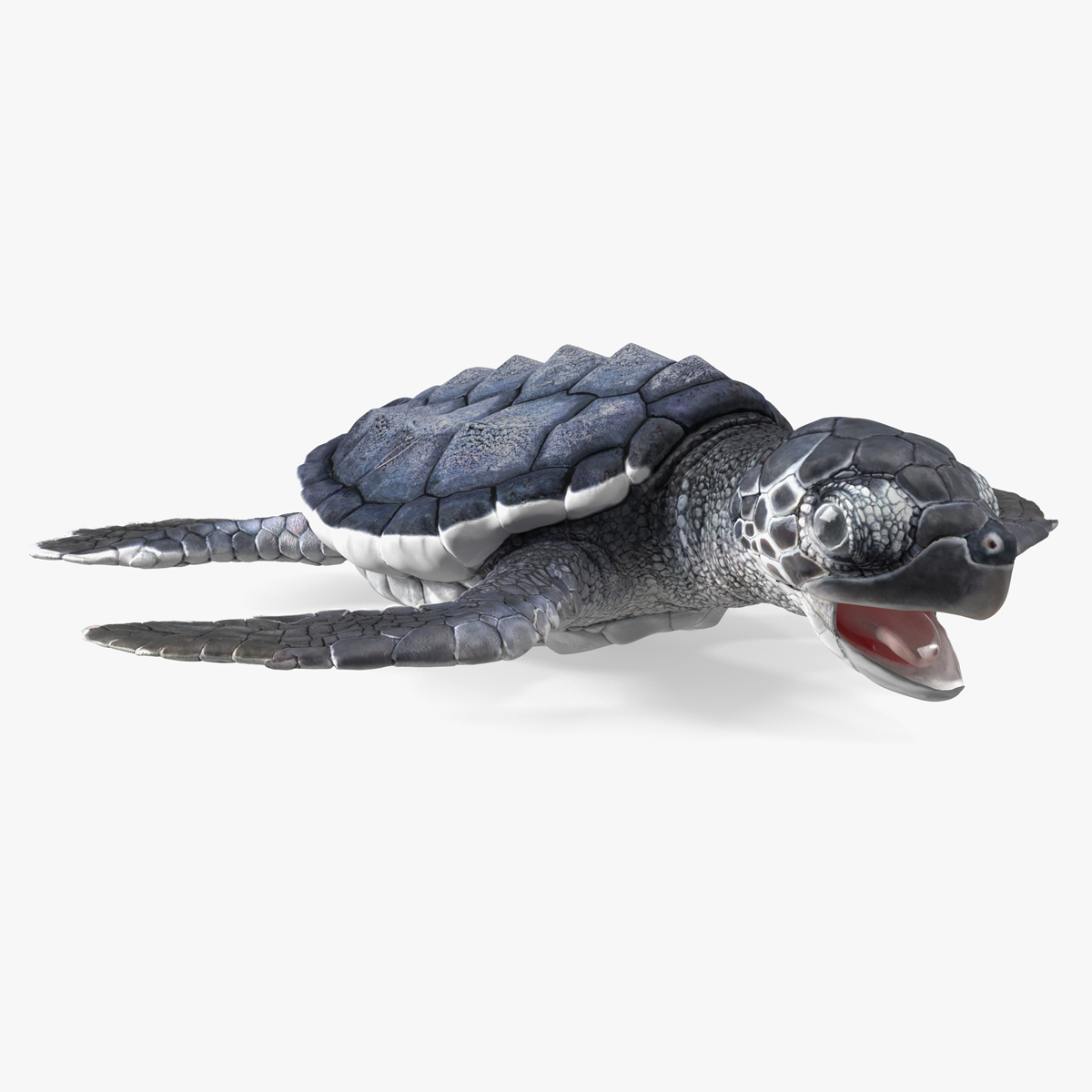 Baby Sea Turtle Black Rigged for Maya 3D