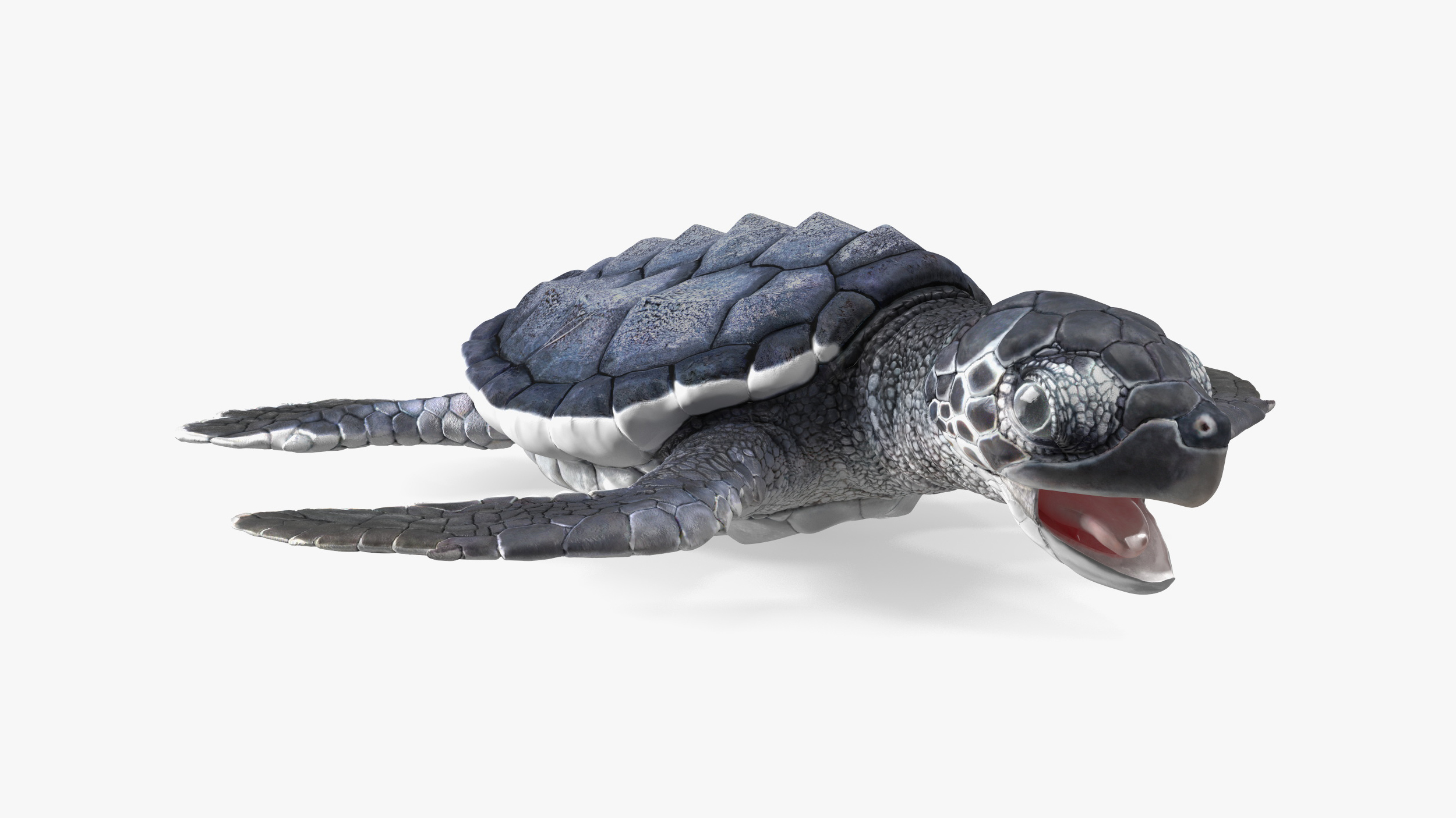 Baby Sea Turtle Black Rigged for Maya 3D