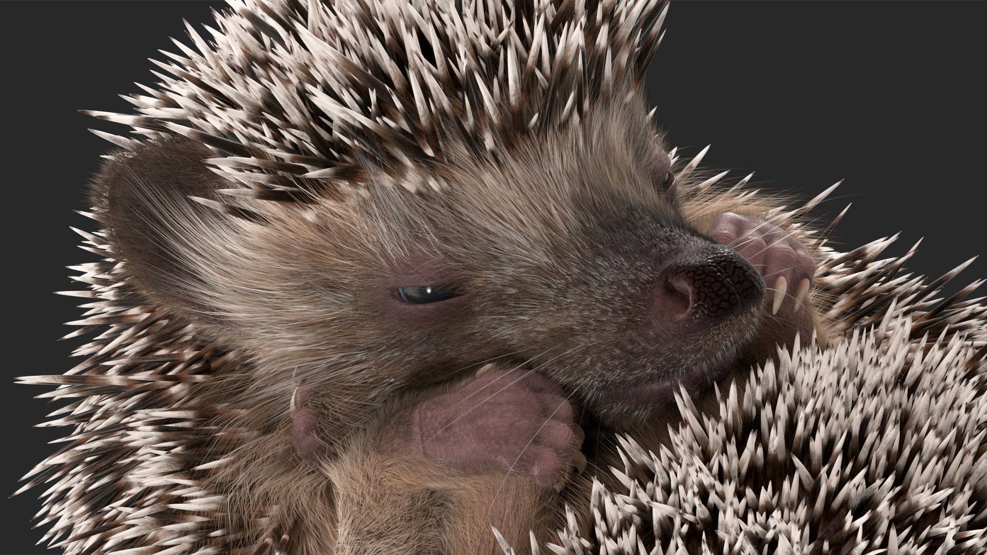 3D model Black Hedgehog Fur Rigged