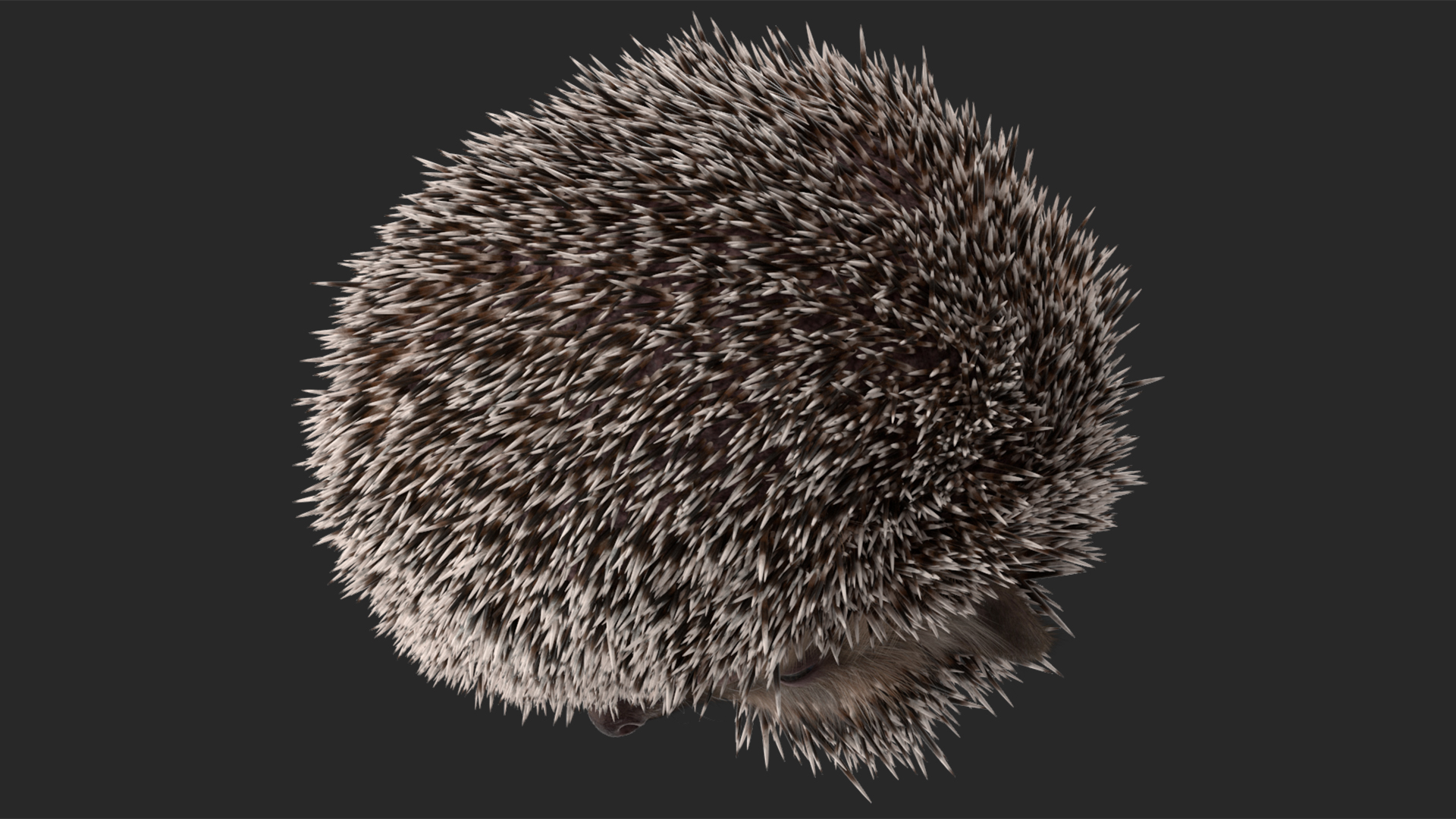 3D model Black Hedgehog Fur Rigged