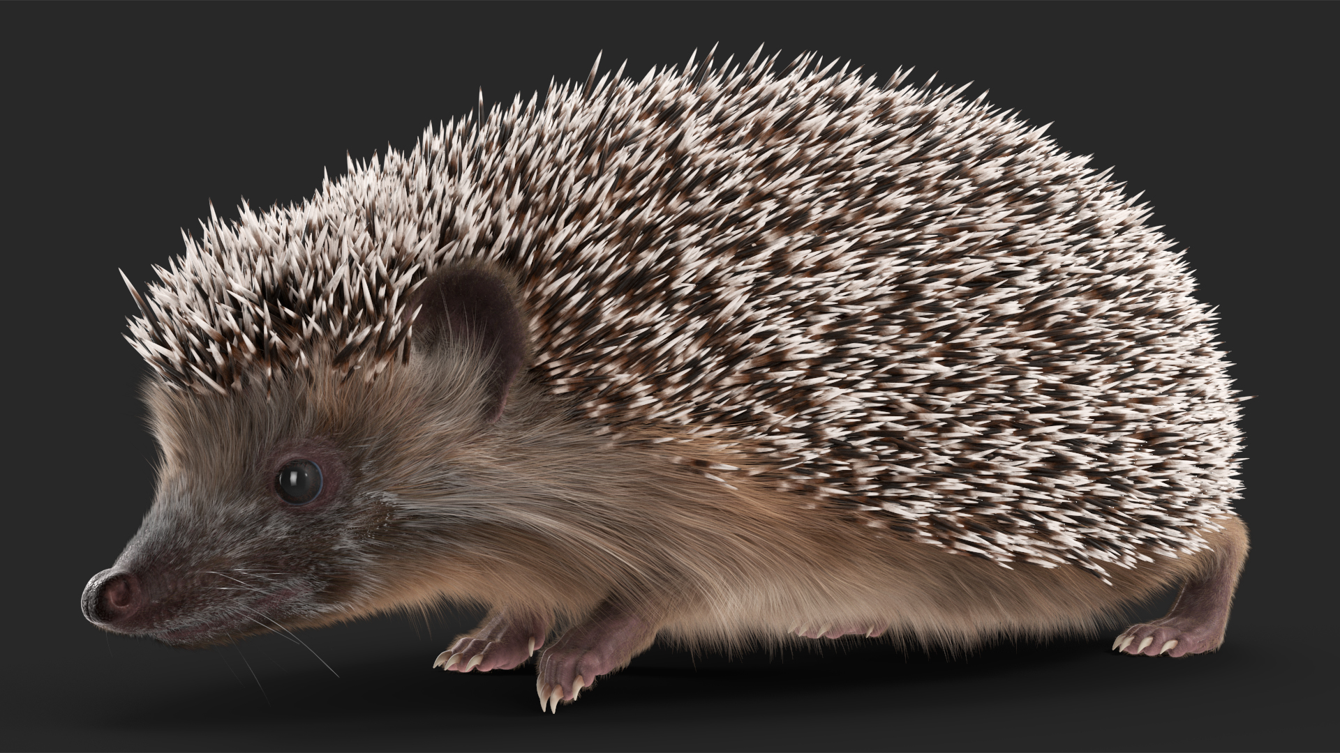 3D model Black Hedgehog Fur Rigged