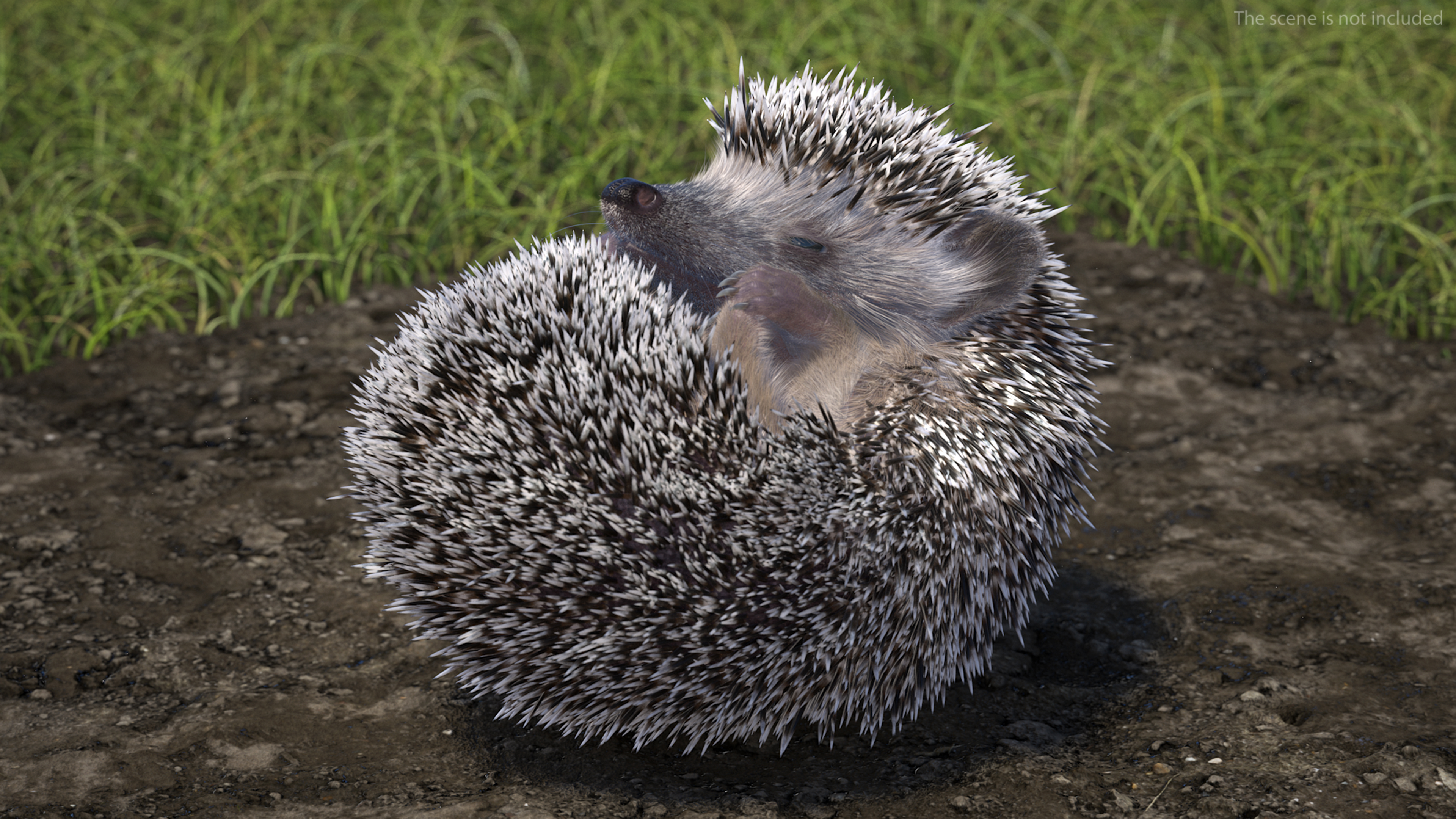 3D model Black Hedgehog Fur Rigged