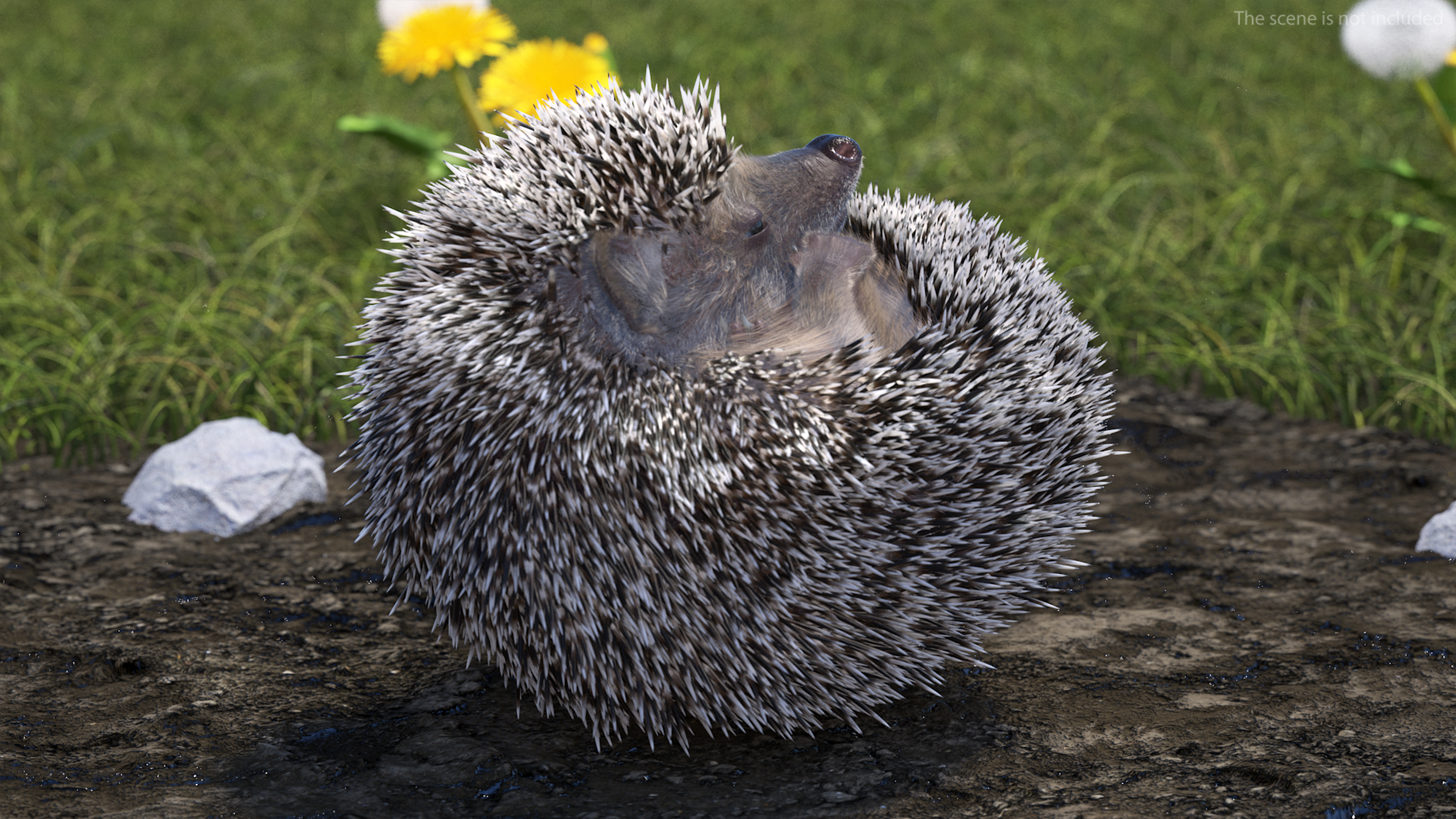 3D model Black Hedgehog Fur Rigged