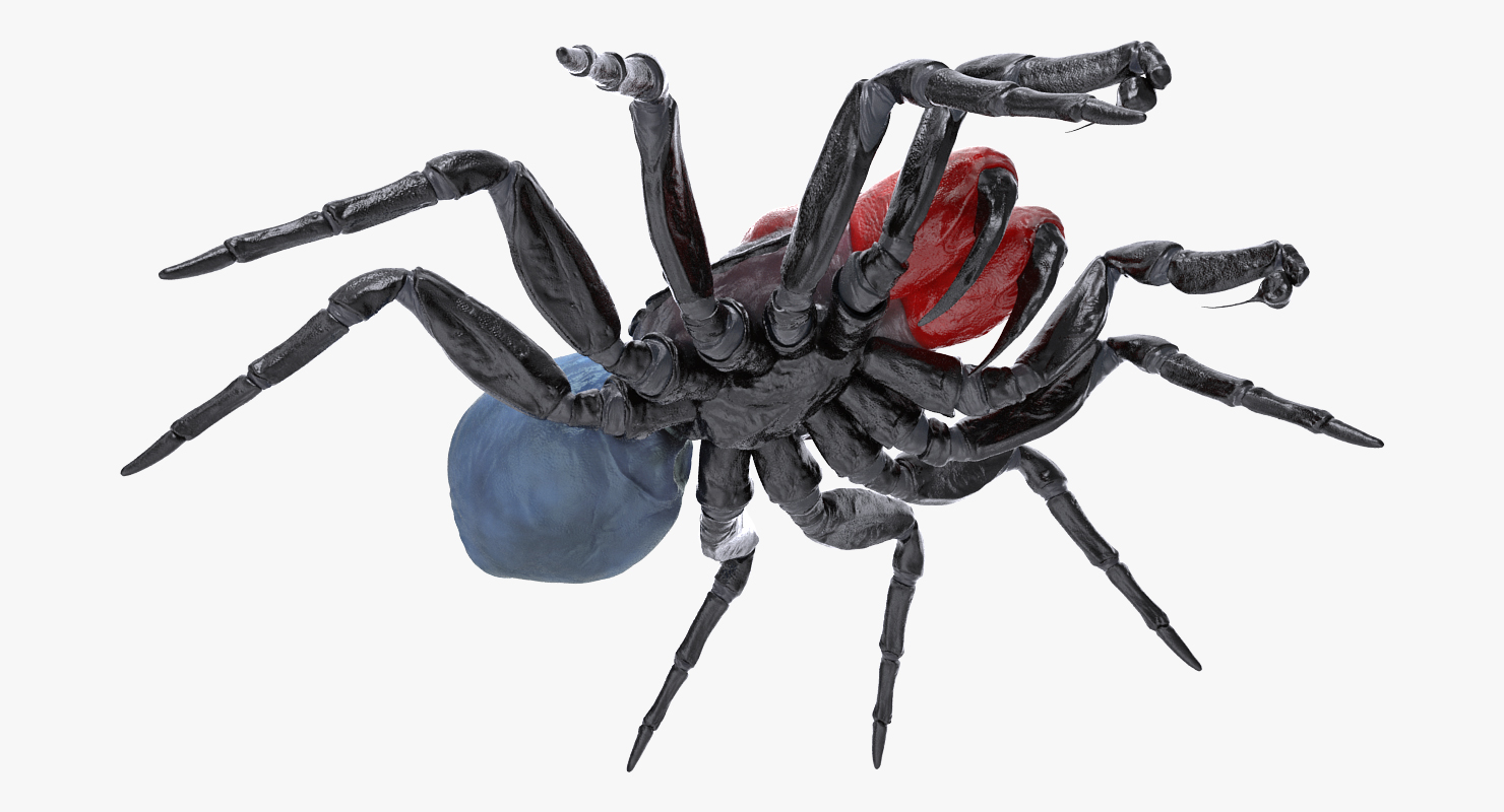 3D Missulena Occatoria Spider