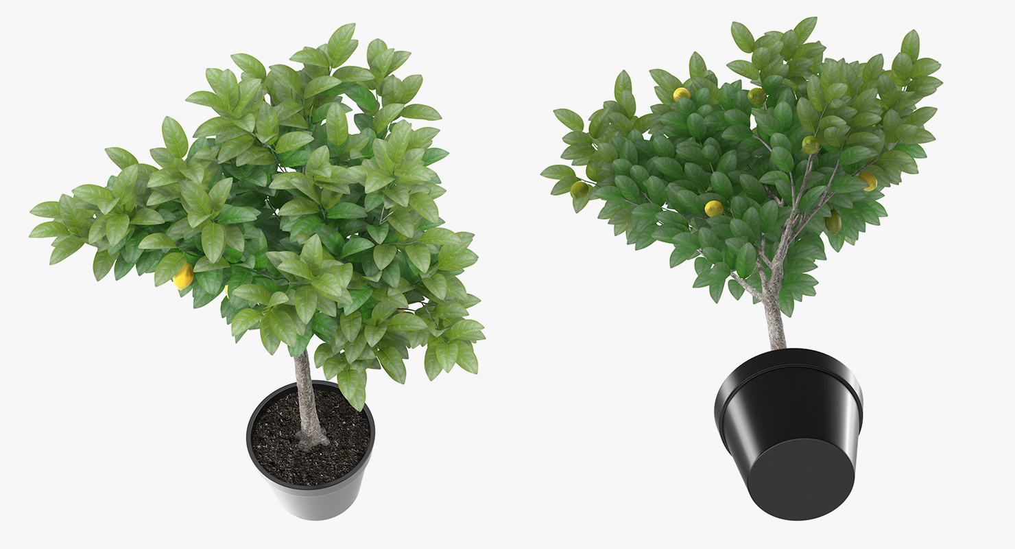 Potted Lemon Tree 3D