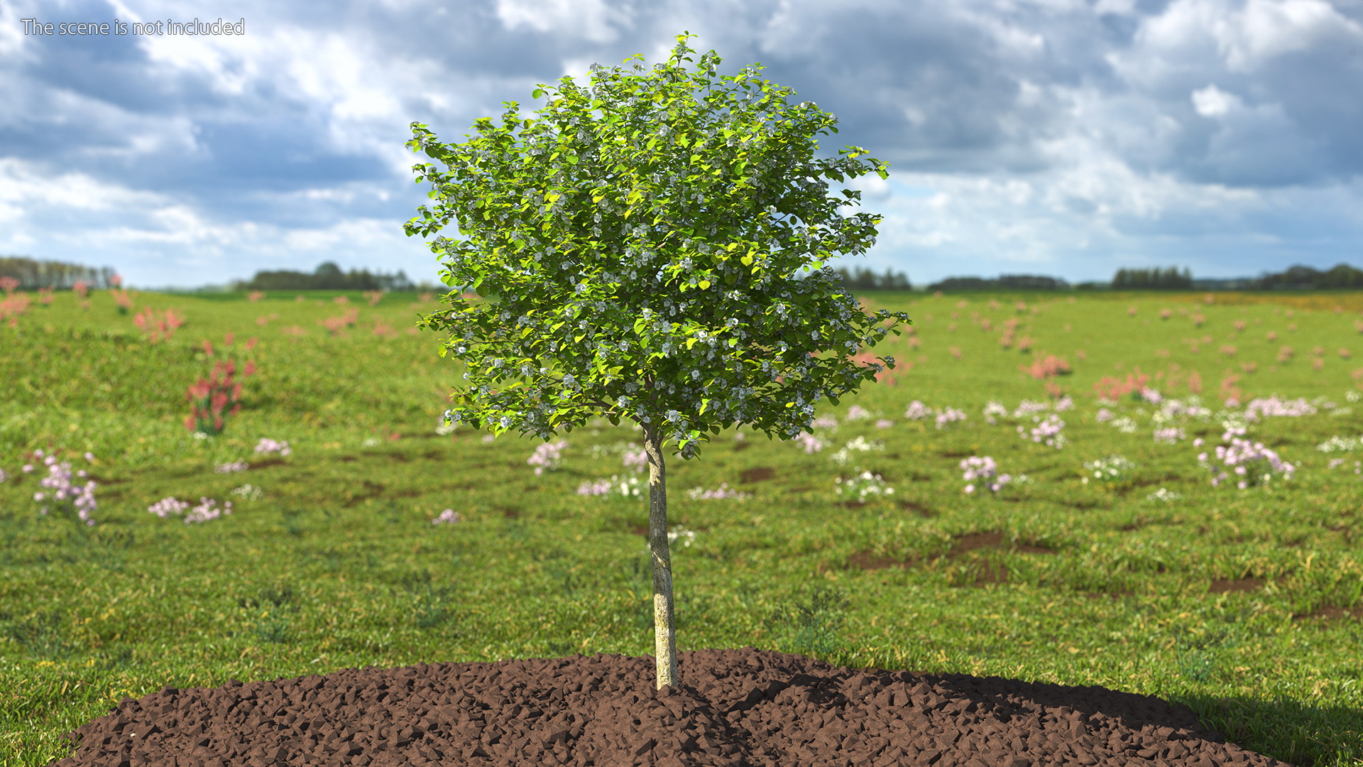 3D model Cockspur Hawthorn Small with Flower