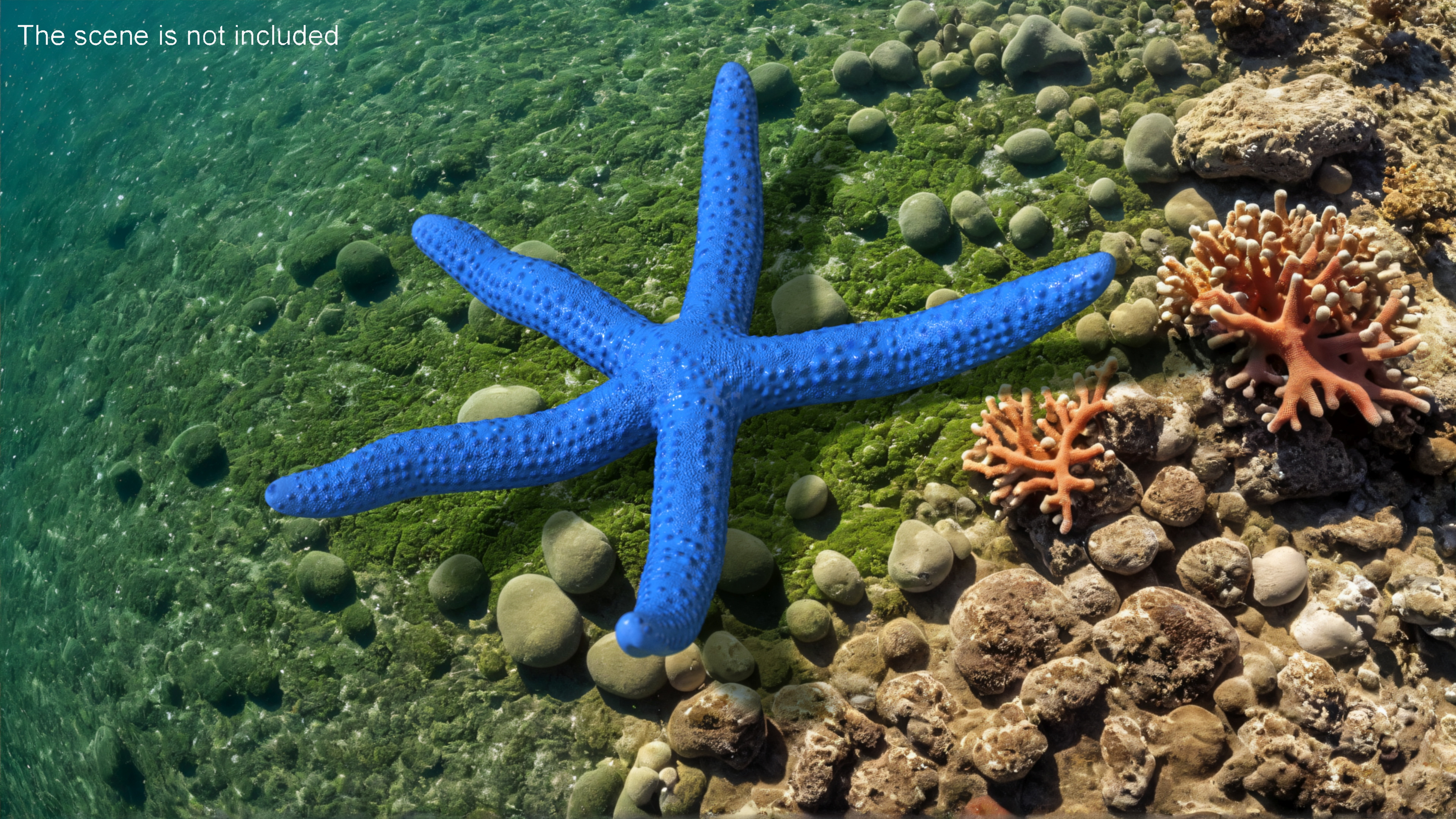 3D Ocean Starfish Rigged