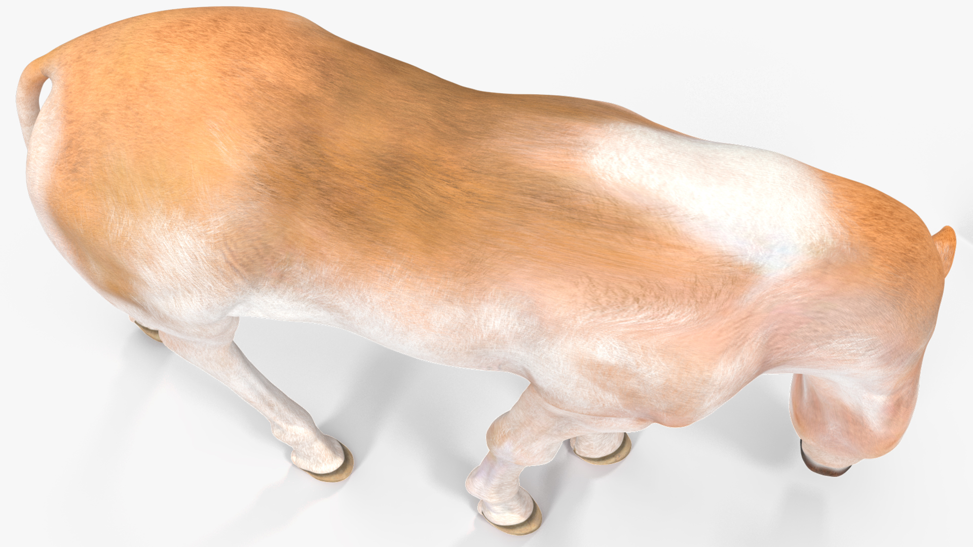 Shetland Pony in Grazing Pose 3D model