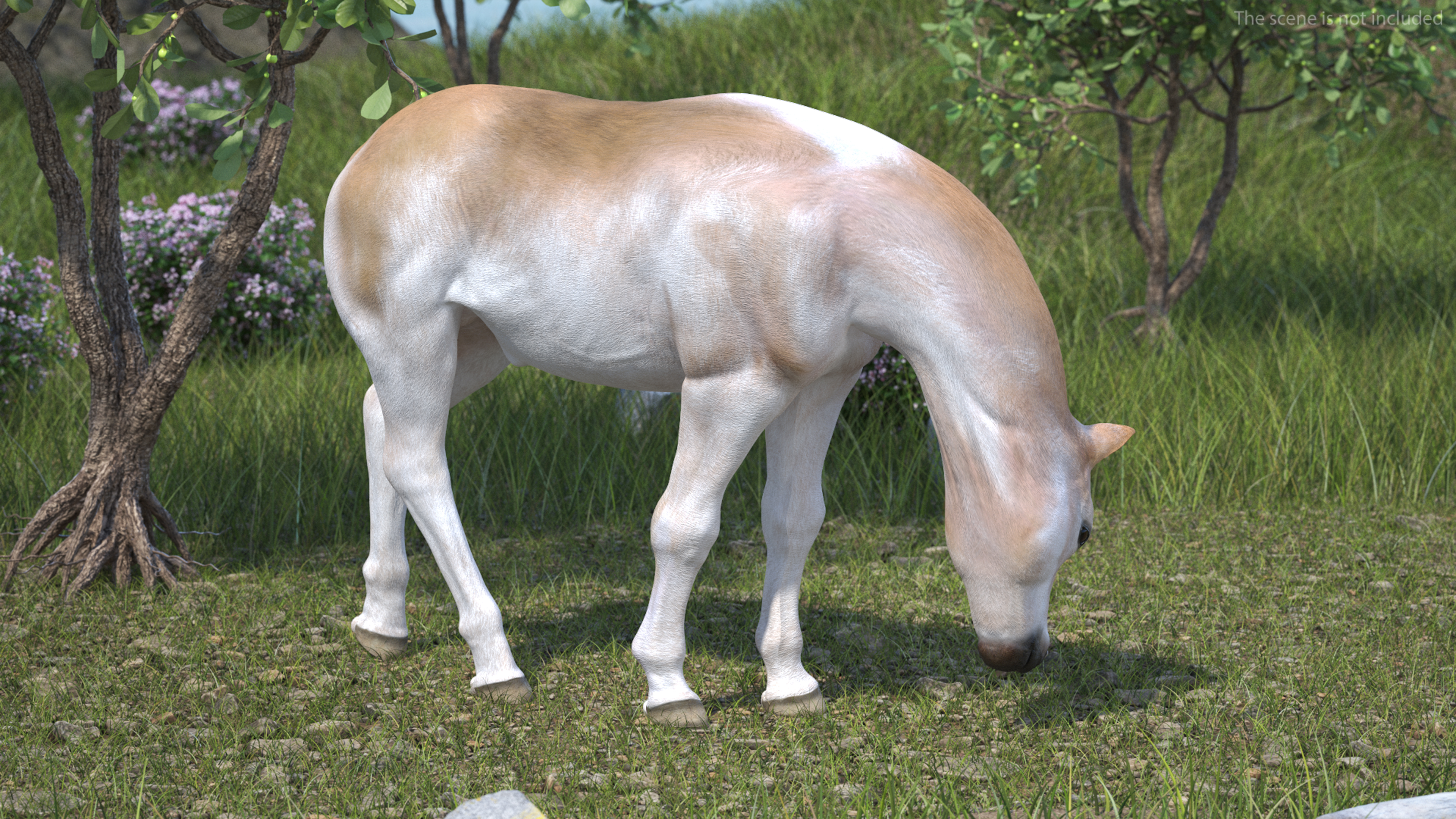 Shetland Pony in Grazing Pose 3D model