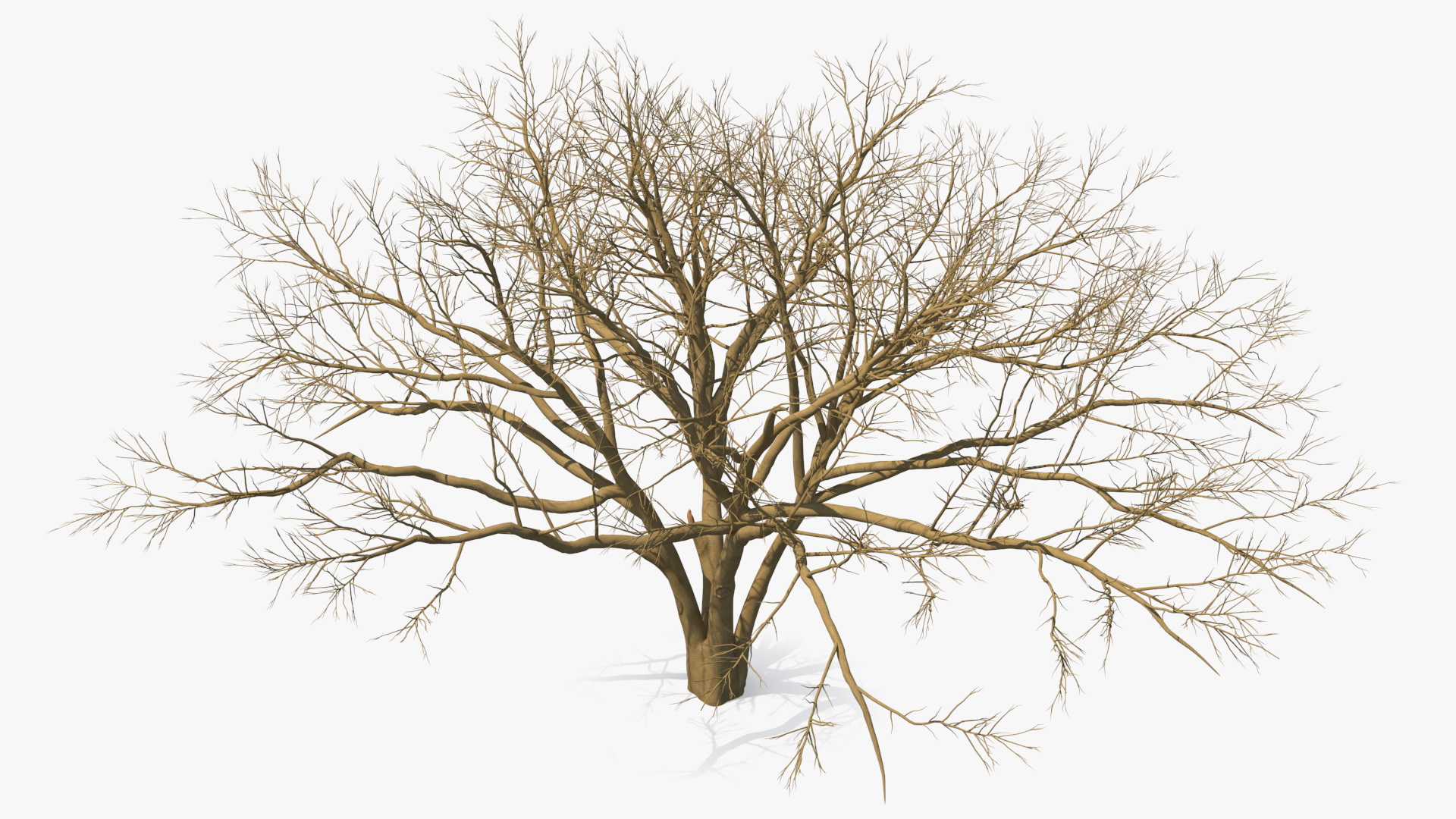 3D model Naked Tree