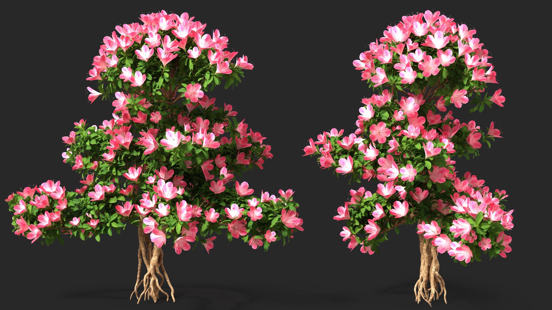 Bonsai Tree with Flowers 3D model