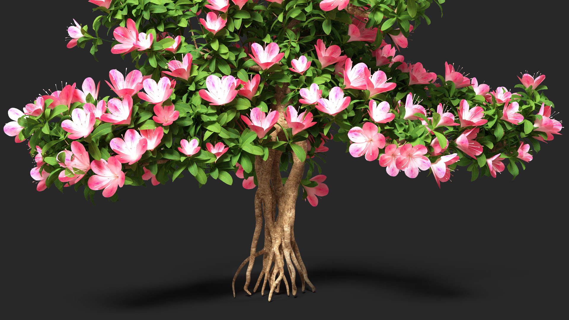 Bonsai Tree with Flowers 3D model