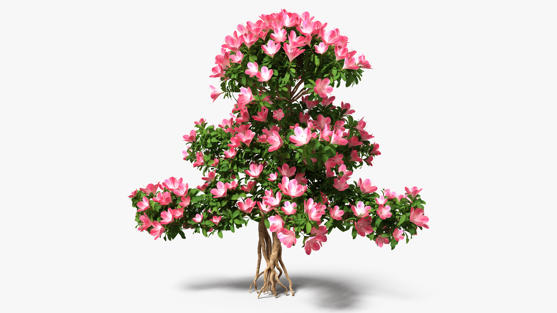 Bonsai Tree with Flowers 3D model