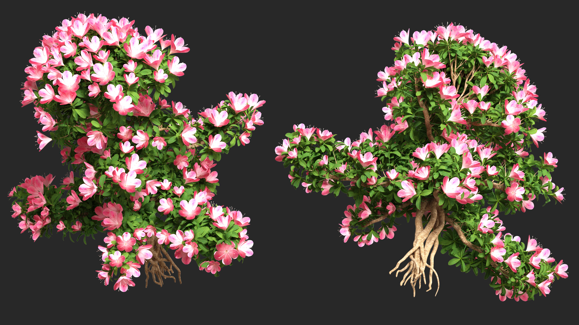 Bonsai Tree with Flowers 3D model