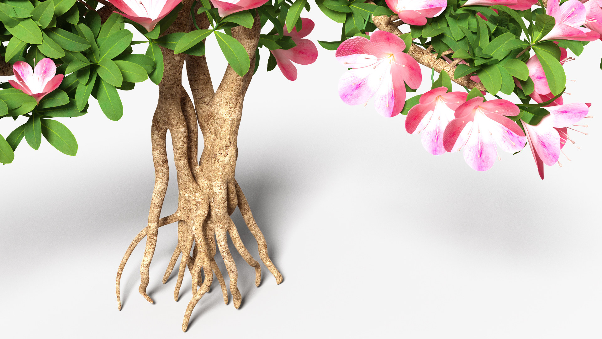 Bonsai Tree with Flowers 3D model