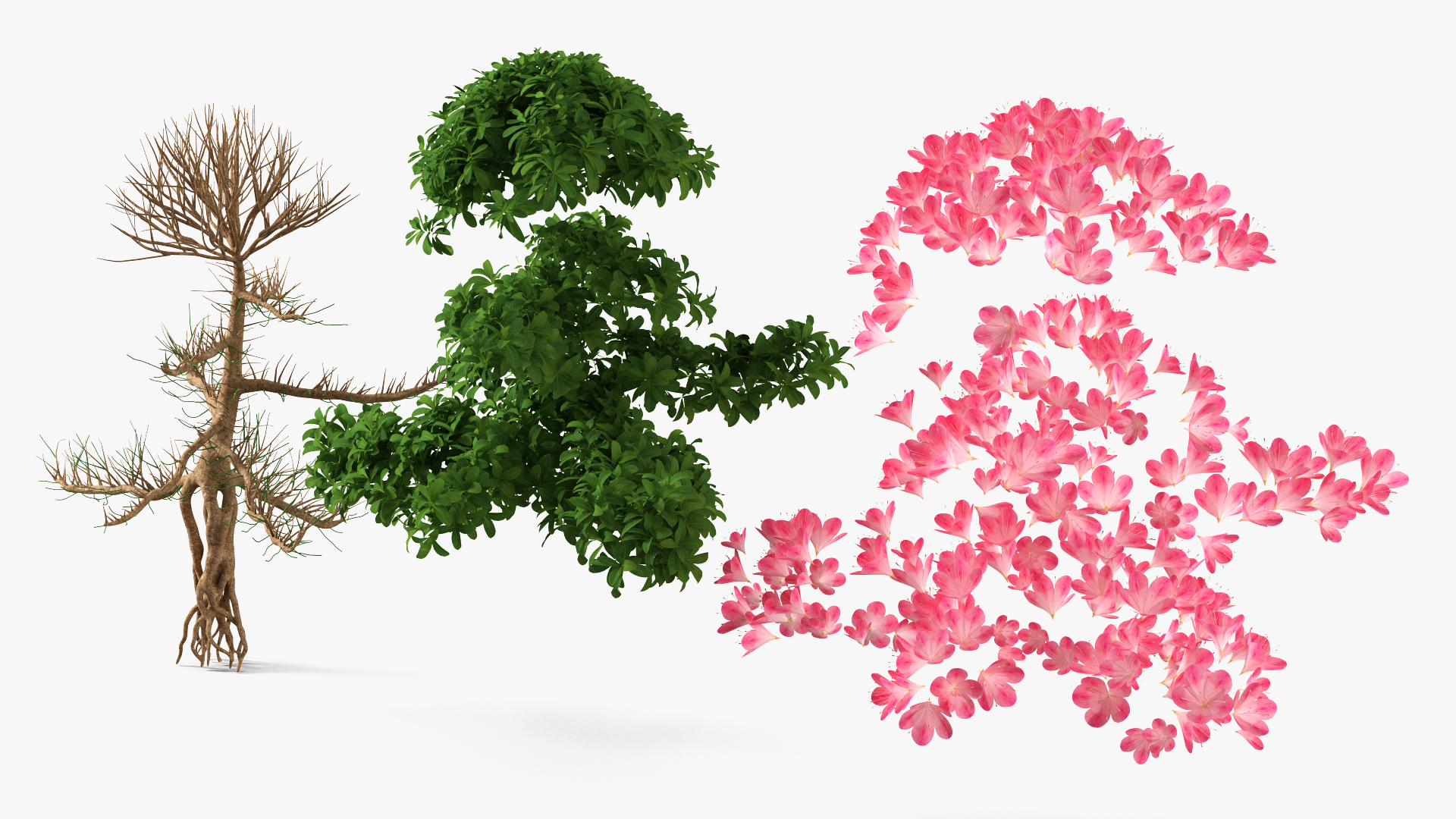 Bonsai Tree with Flowers 3D model