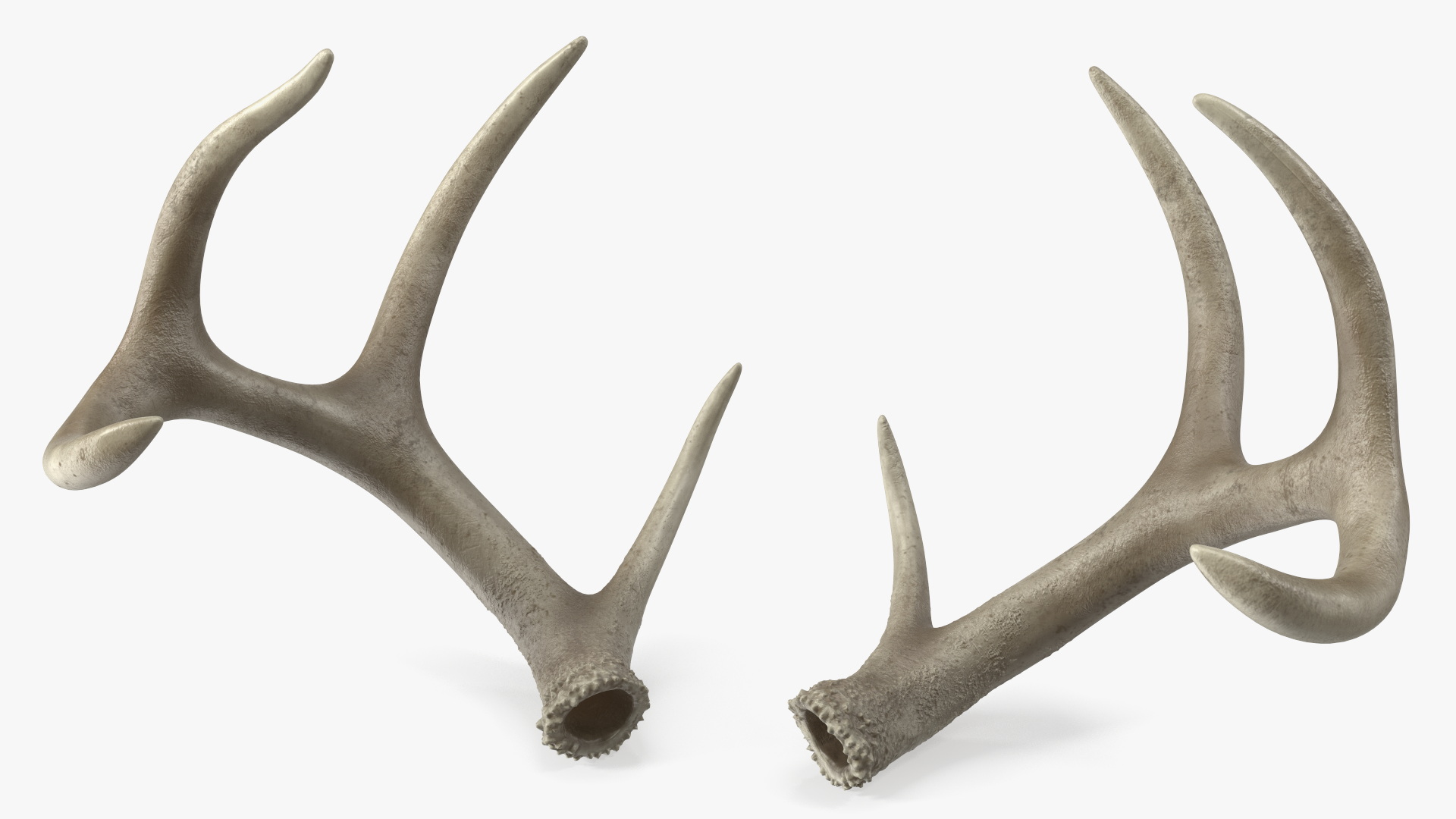 Antlers 3D model