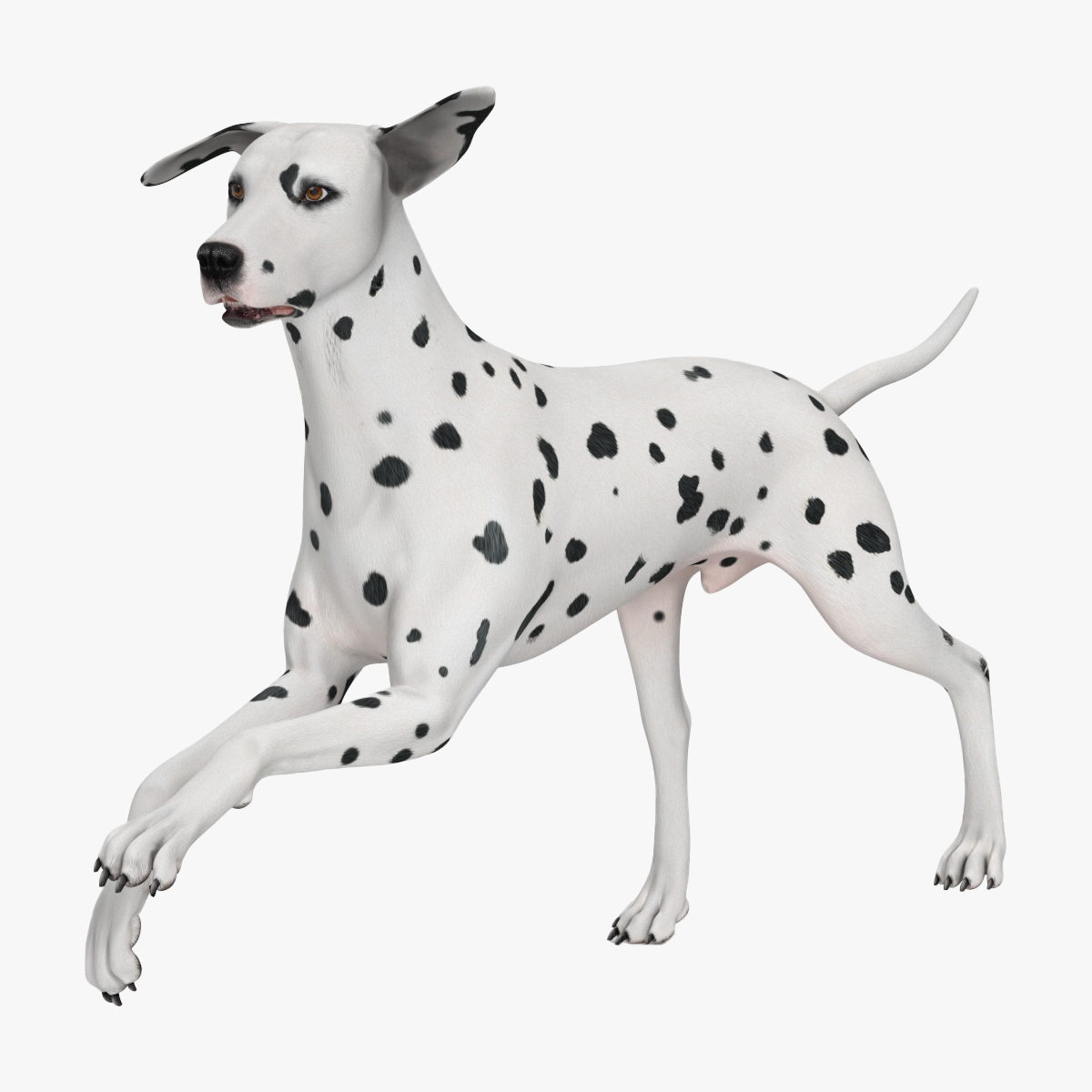 Dalmatian Dog Rigged for Cinema 4D 3D model