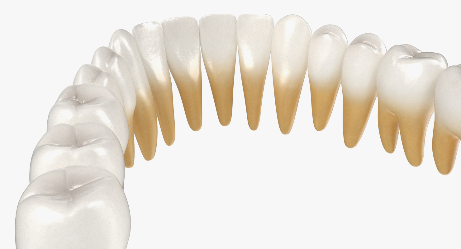 3D model Teeths Medical Model