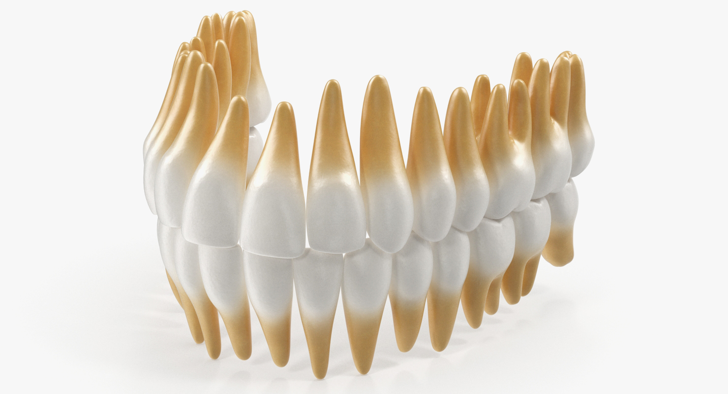 3D model Teeths Medical Model