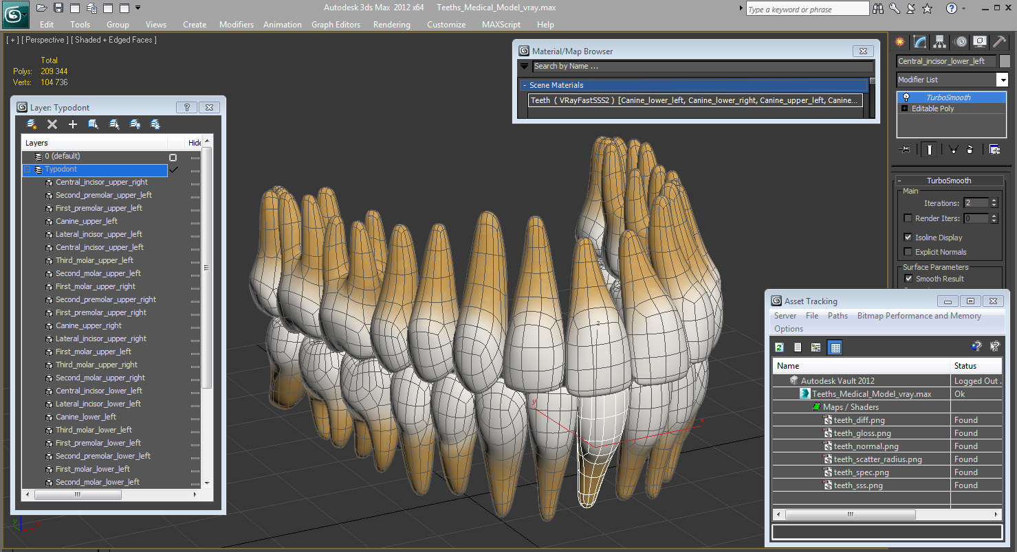 3D model Teeths Medical Model