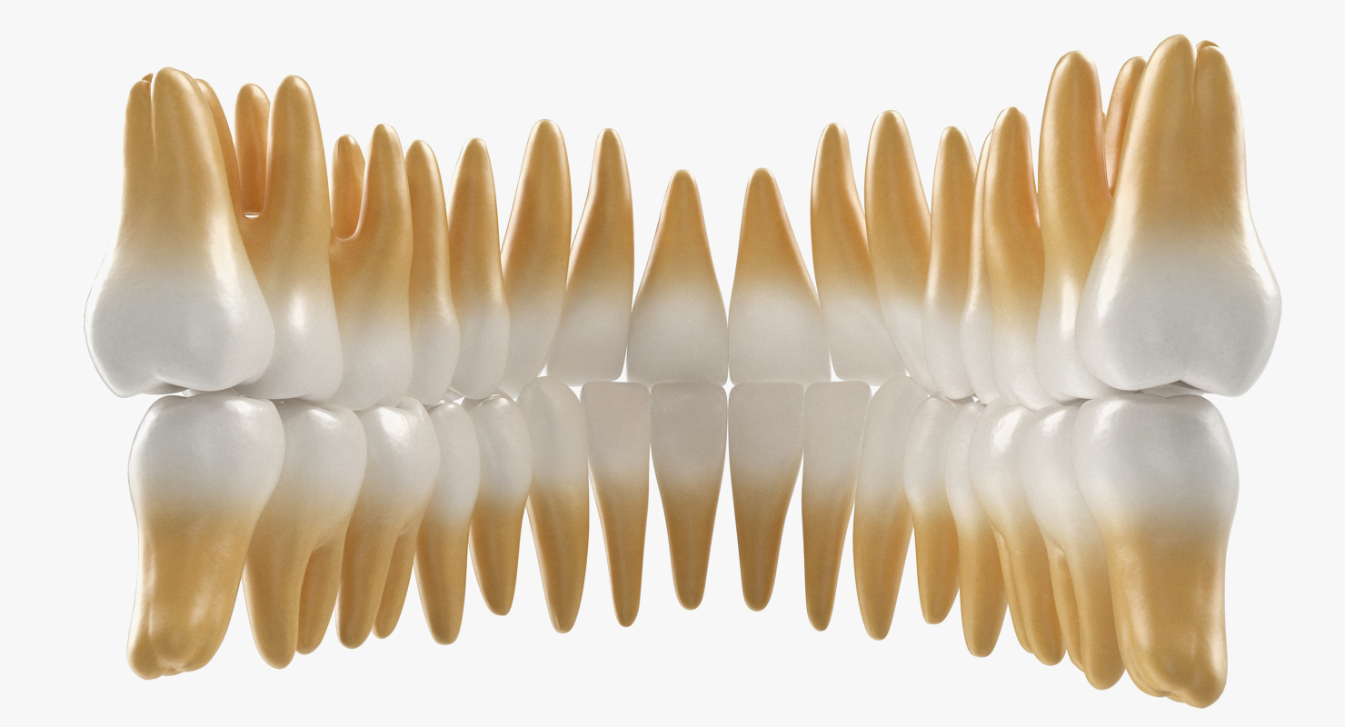 3D model Teeths Medical Model