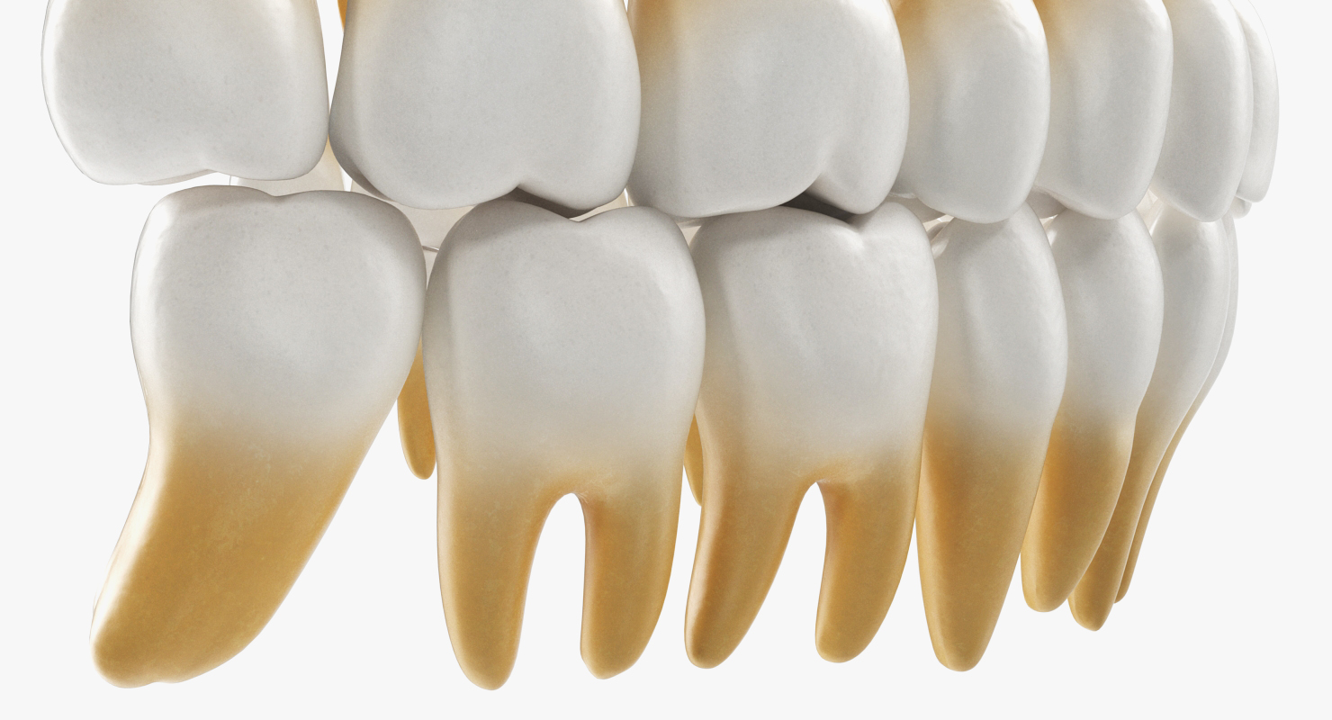 3D model Teeths Medical Model