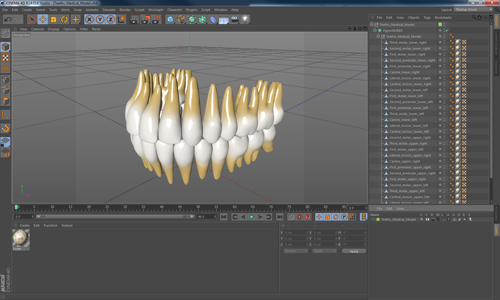 3D model Teeths Medical Model