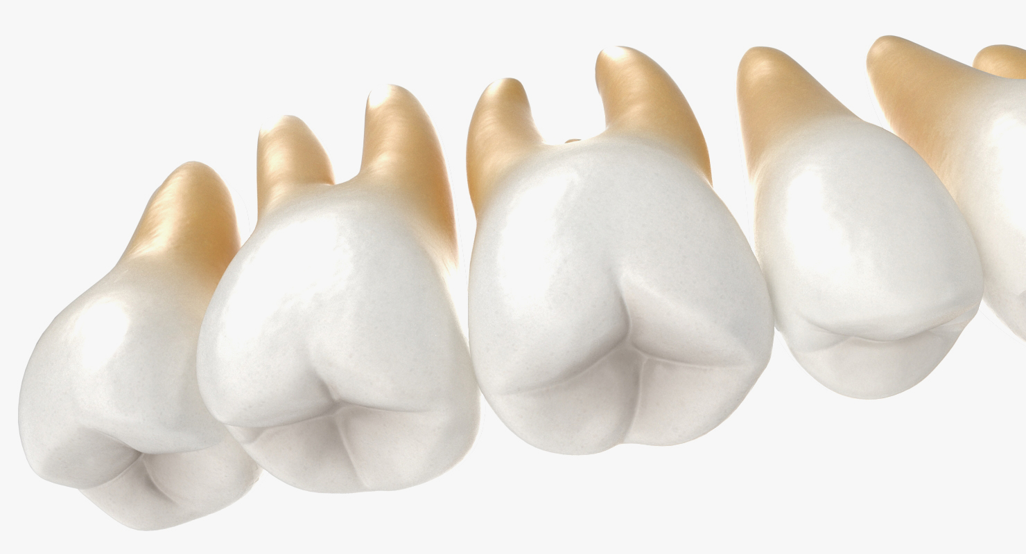 3D model Teeths Medical Model