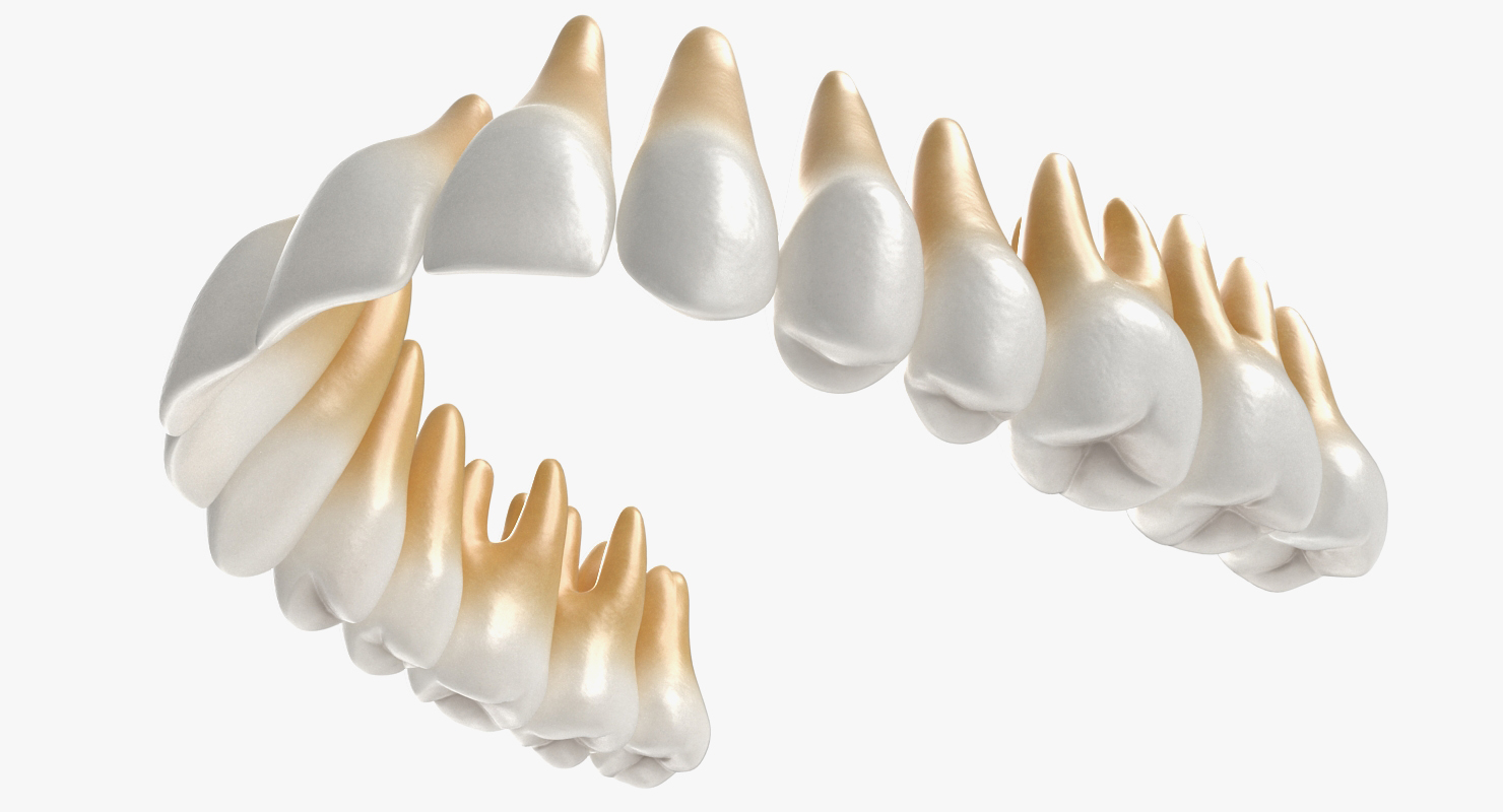 3D model Teeths Medical Model