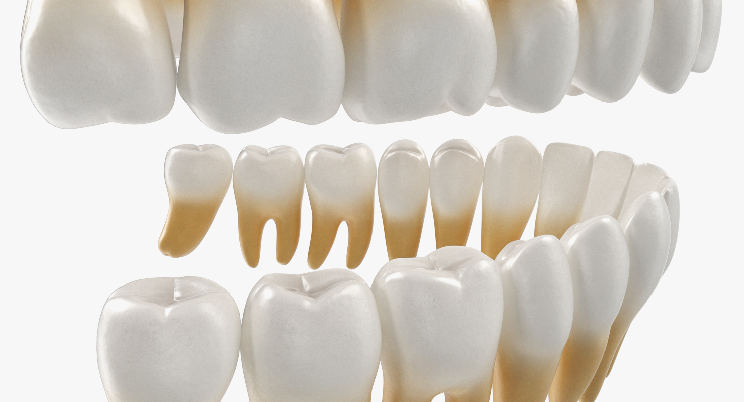 3D model Teeths Medical Model