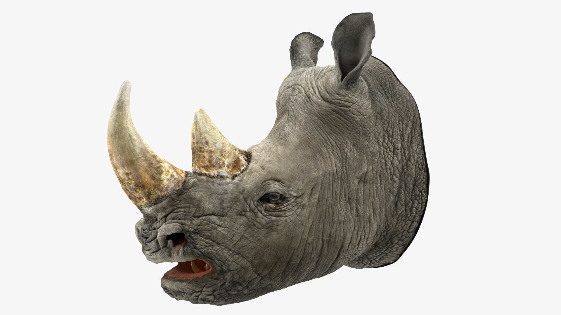 3D model Rhino Head