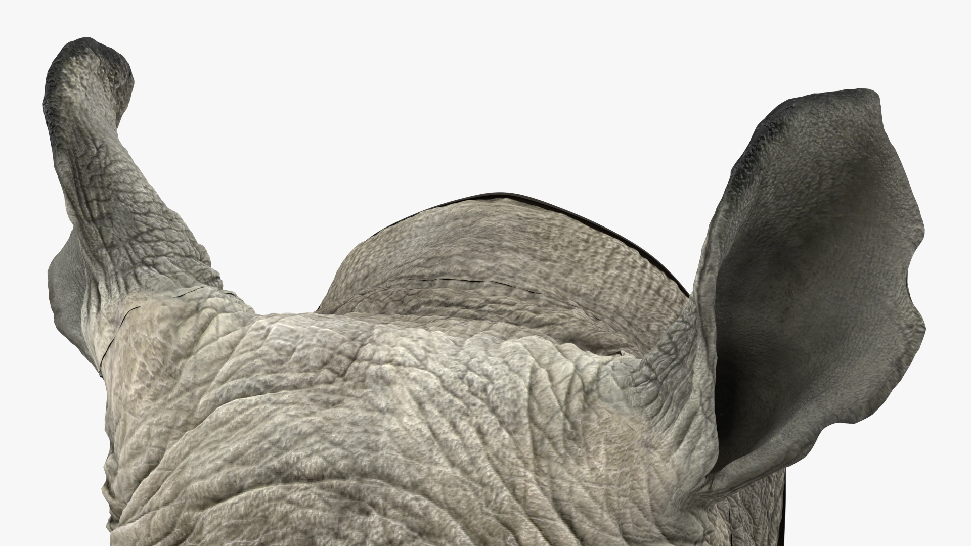 3D model Rhino Head