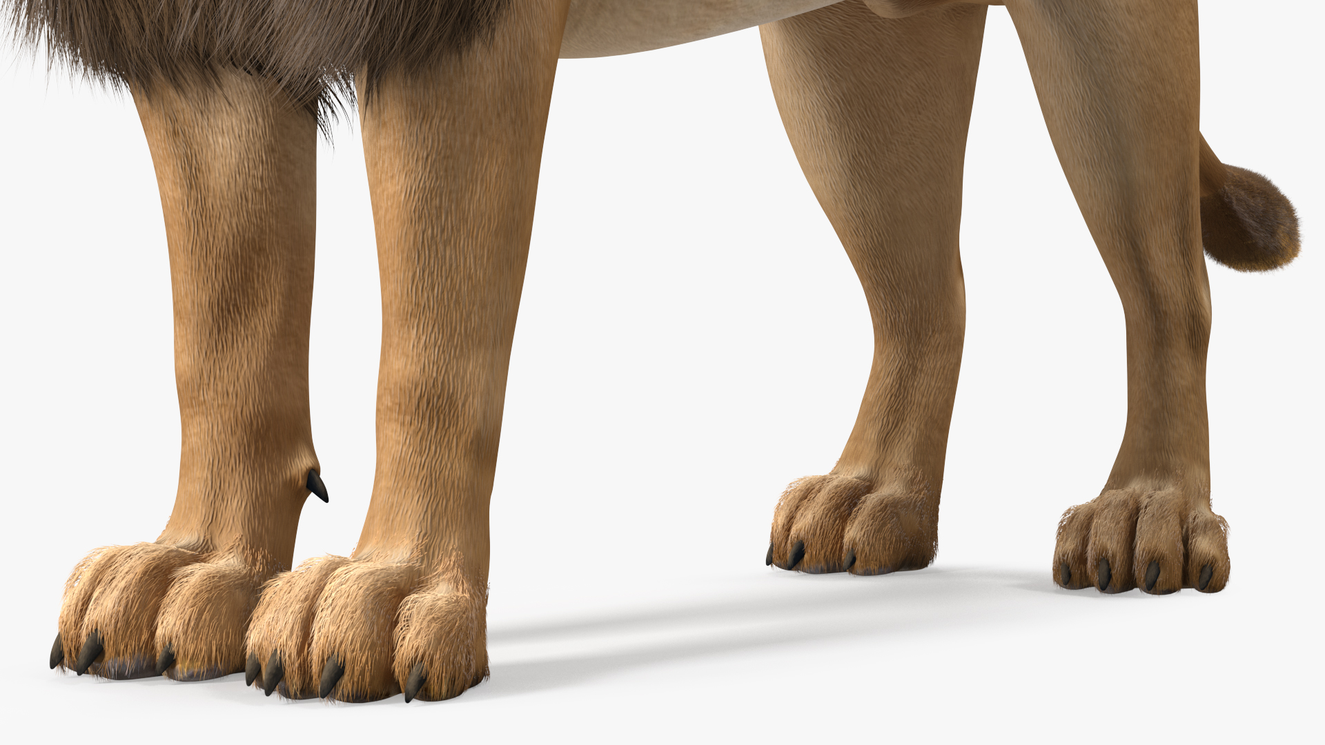 3D Male Lion Fur model