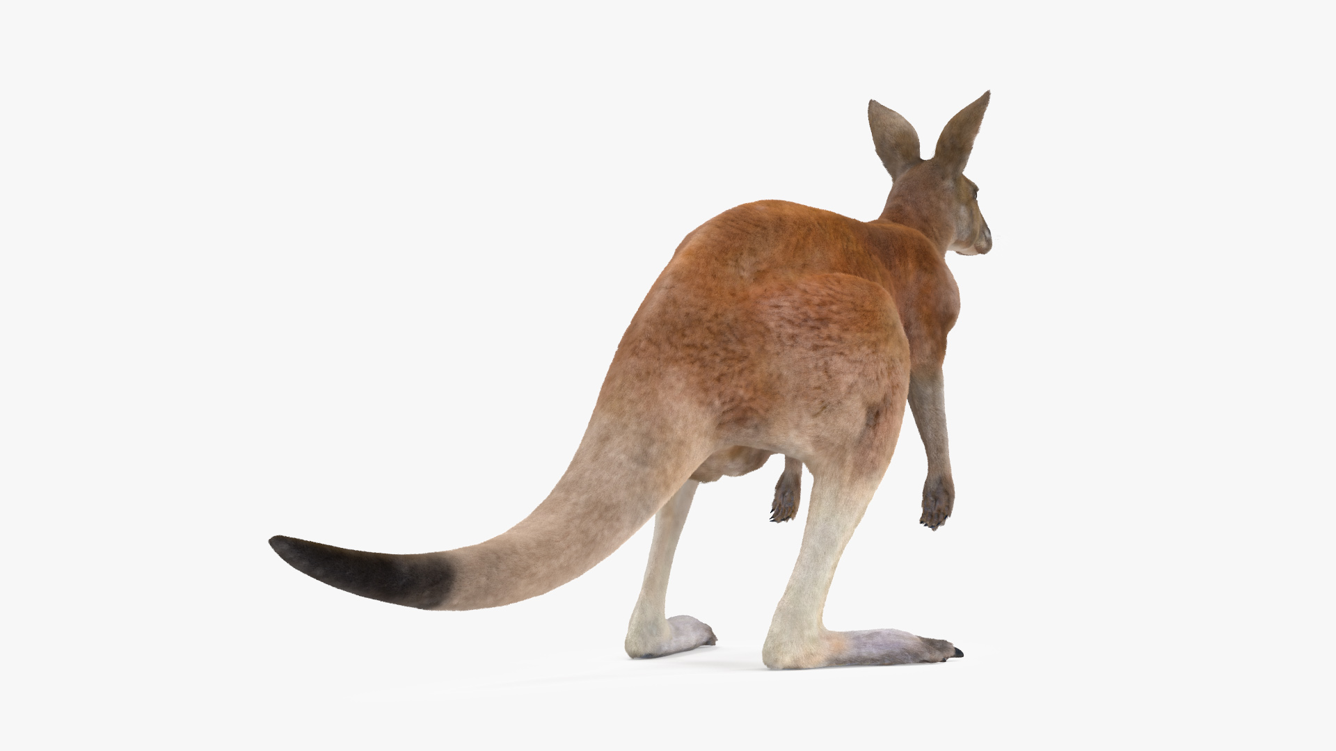 Kangaroo Fur 3D