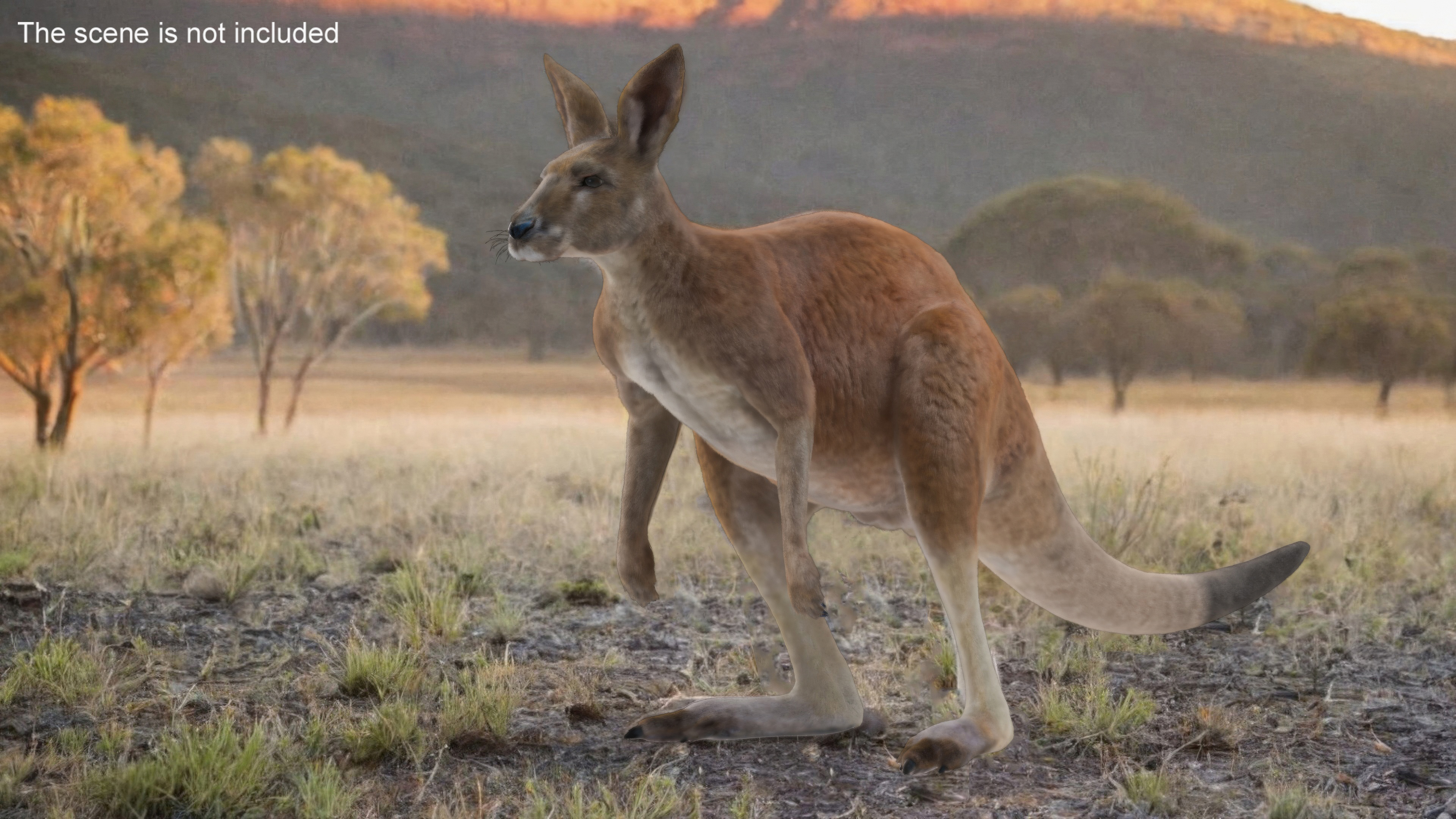 Kangaroo Fur 3D