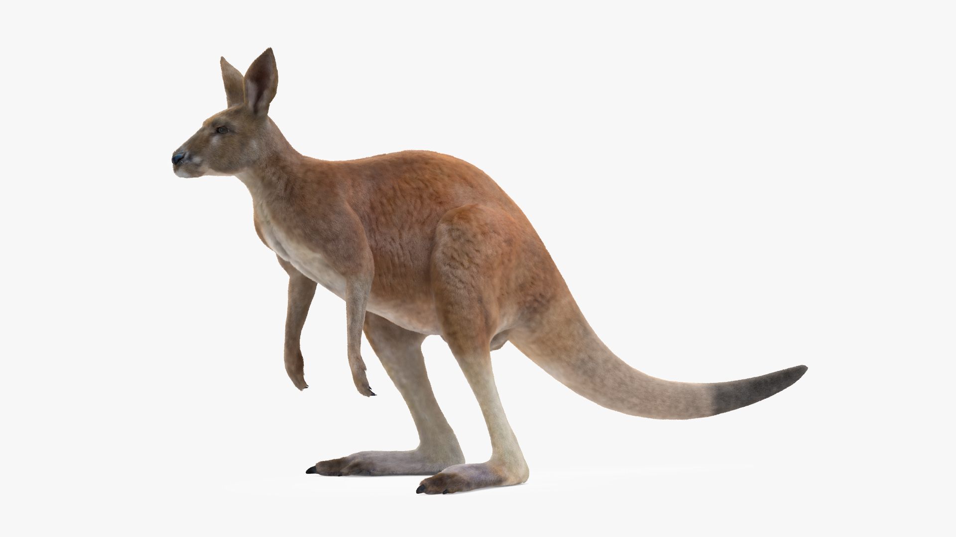 Kangaroo Fur 3D