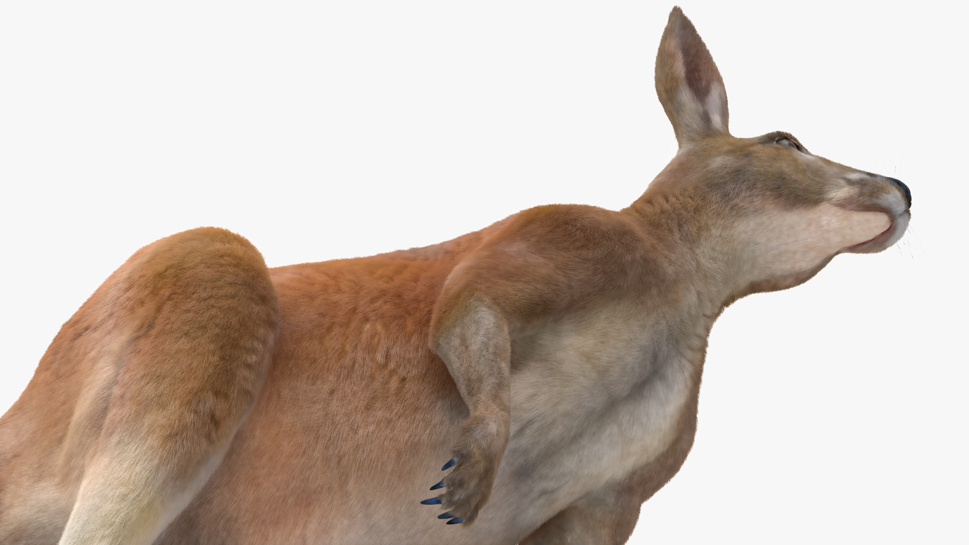 Kangaroo Fur 3D