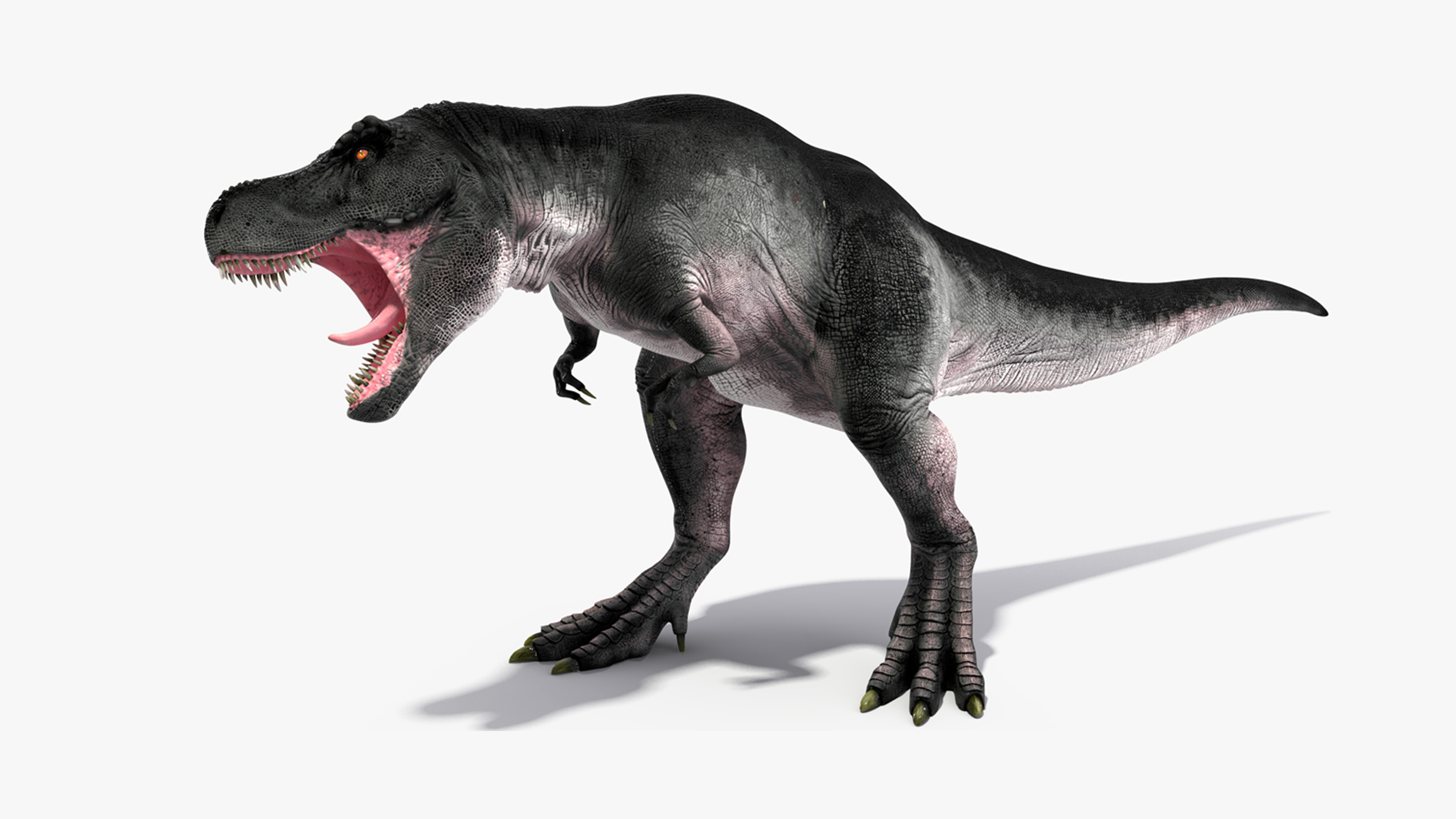 3D T Rex Roaring Animated Rigged for Maya model